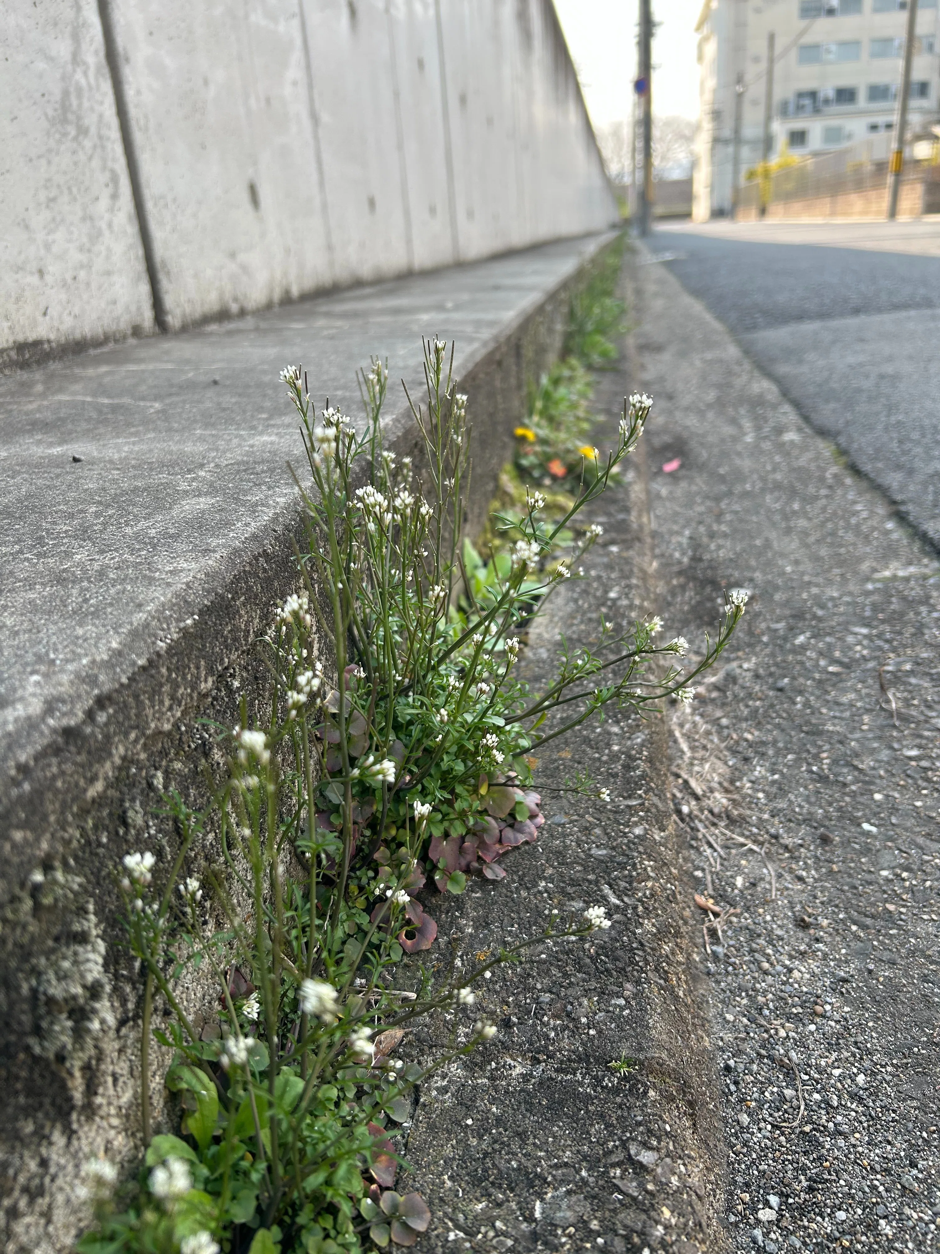 ぺんぺん草は美味しい｜ゆたし