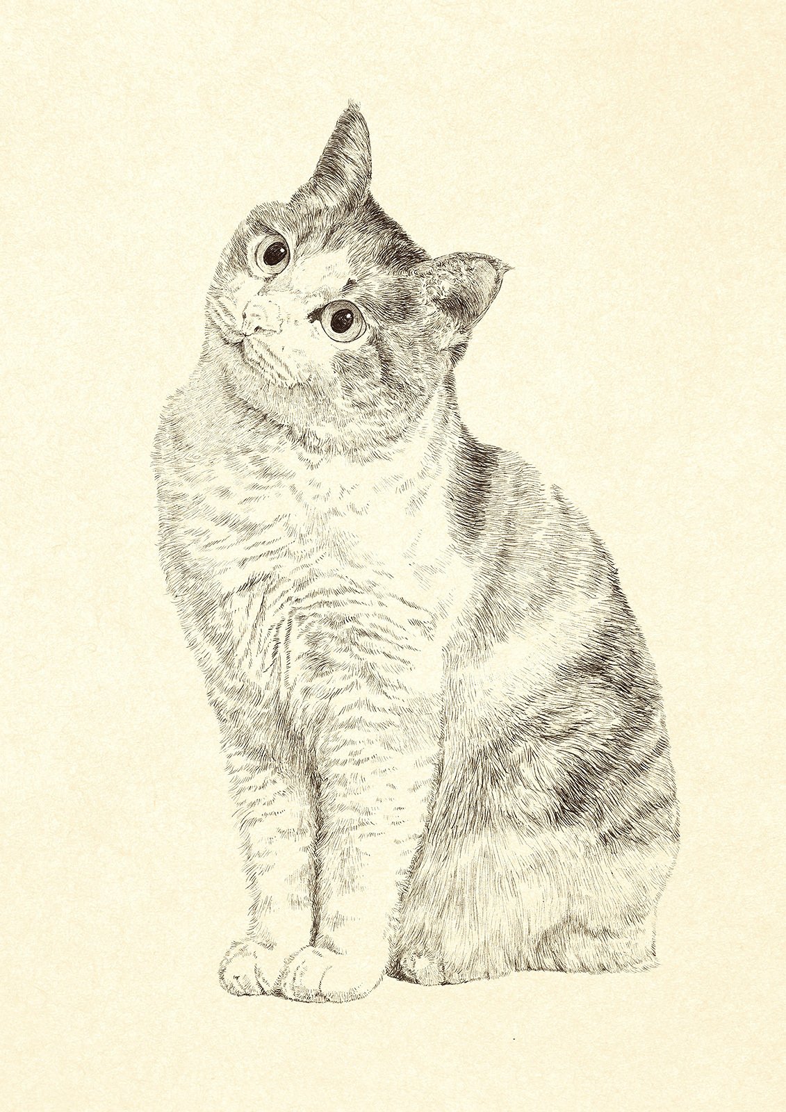 秘密にしたい猫を描きました｜こひろ｜ペン画