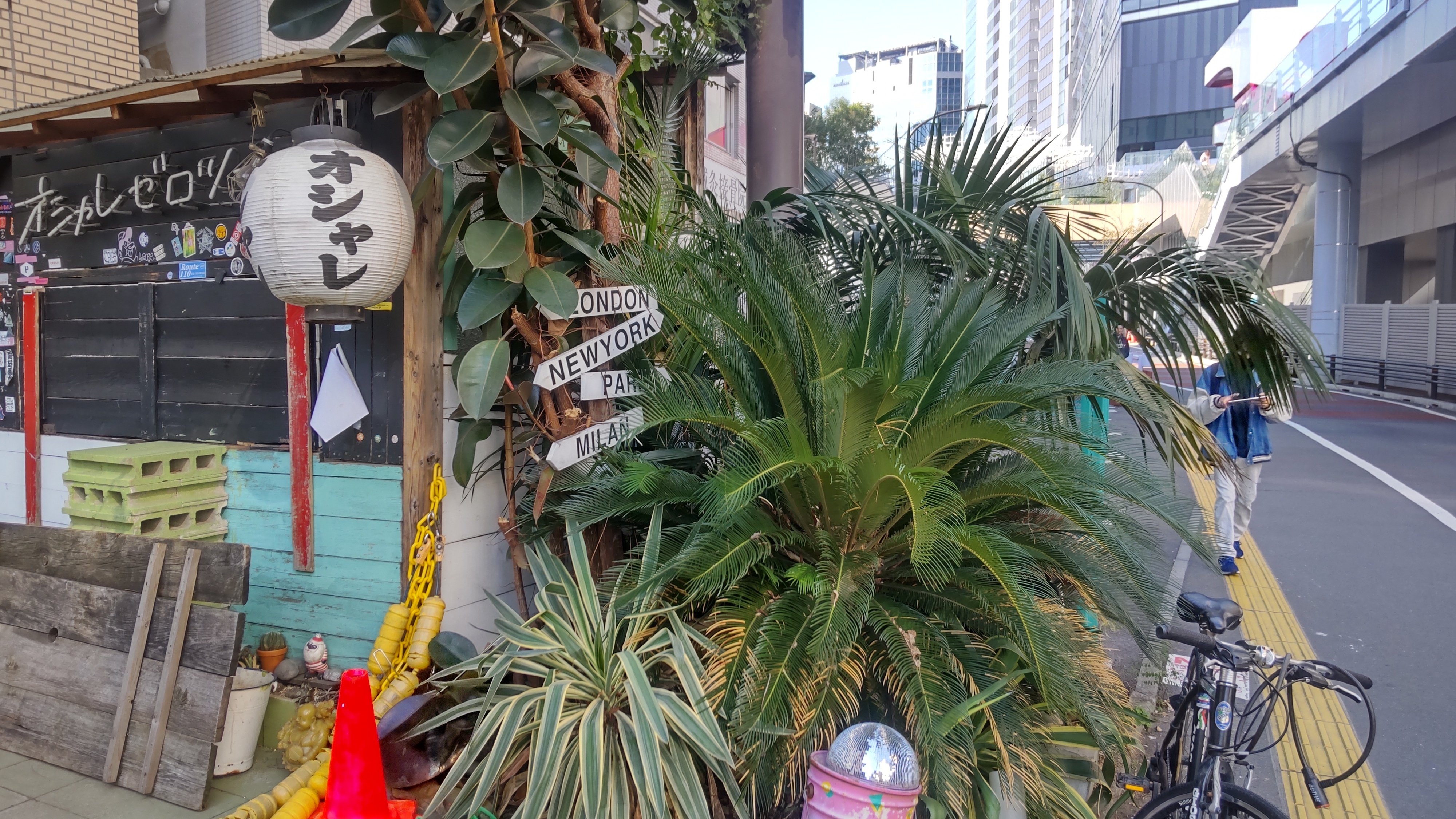 ヤシの木を語る1（日本本土原産のヤシの木たち）｜サイクロン