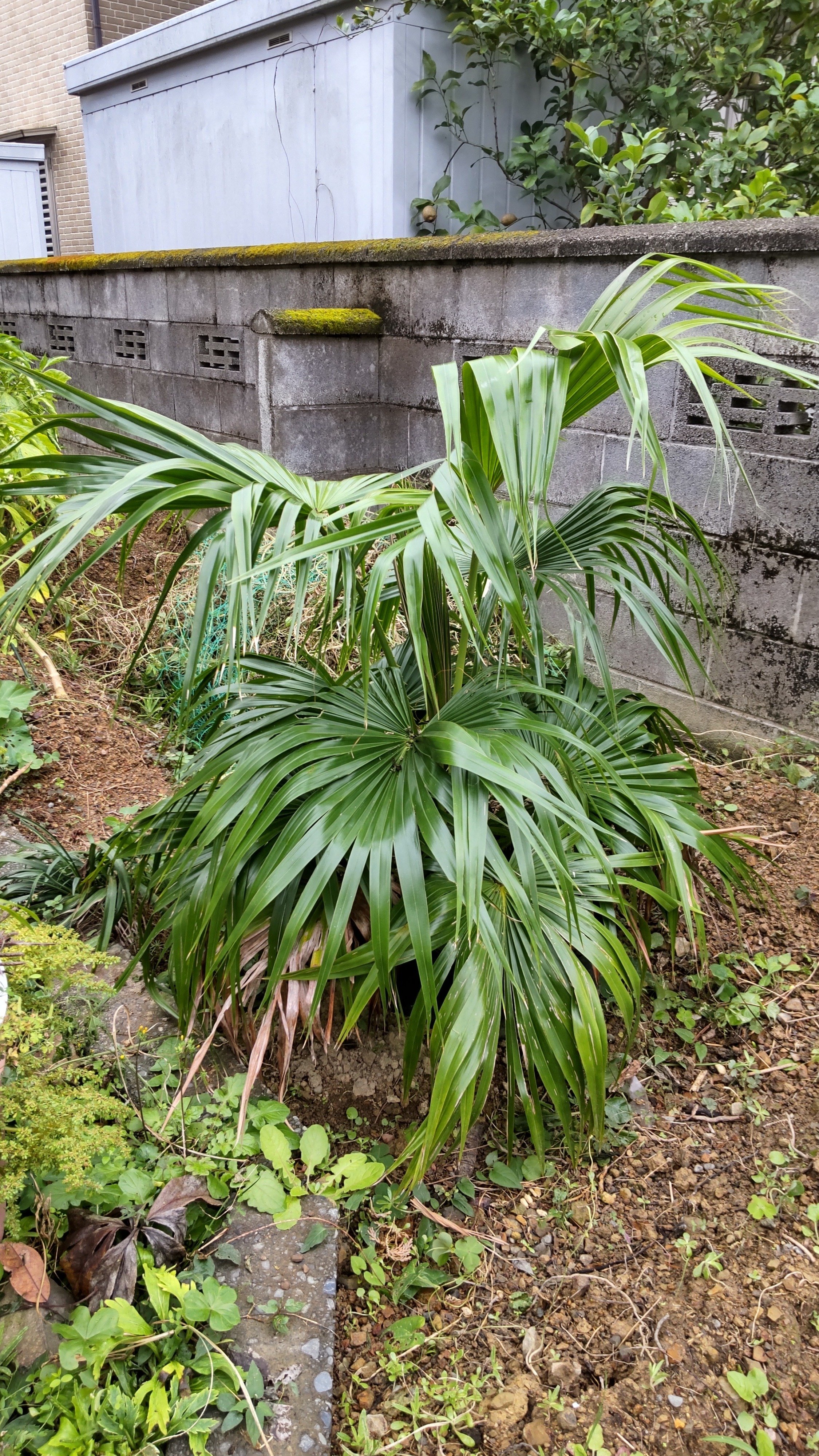 ヤシの木を語る1（日本原産のヤシの木たち）｜サイクロン