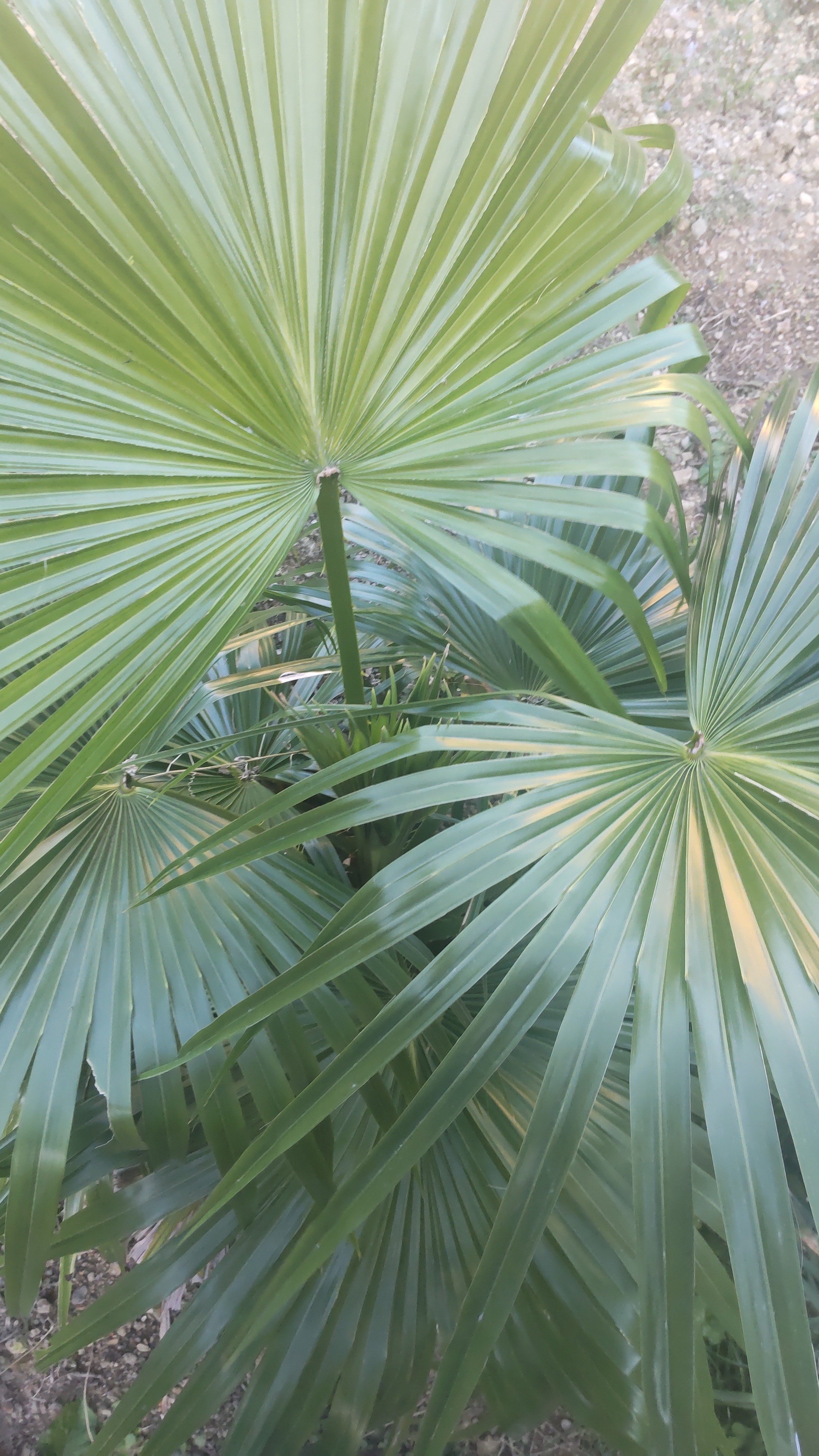ヤシの木を語る1（日本原産のヤシの木たち）｜サイクロン