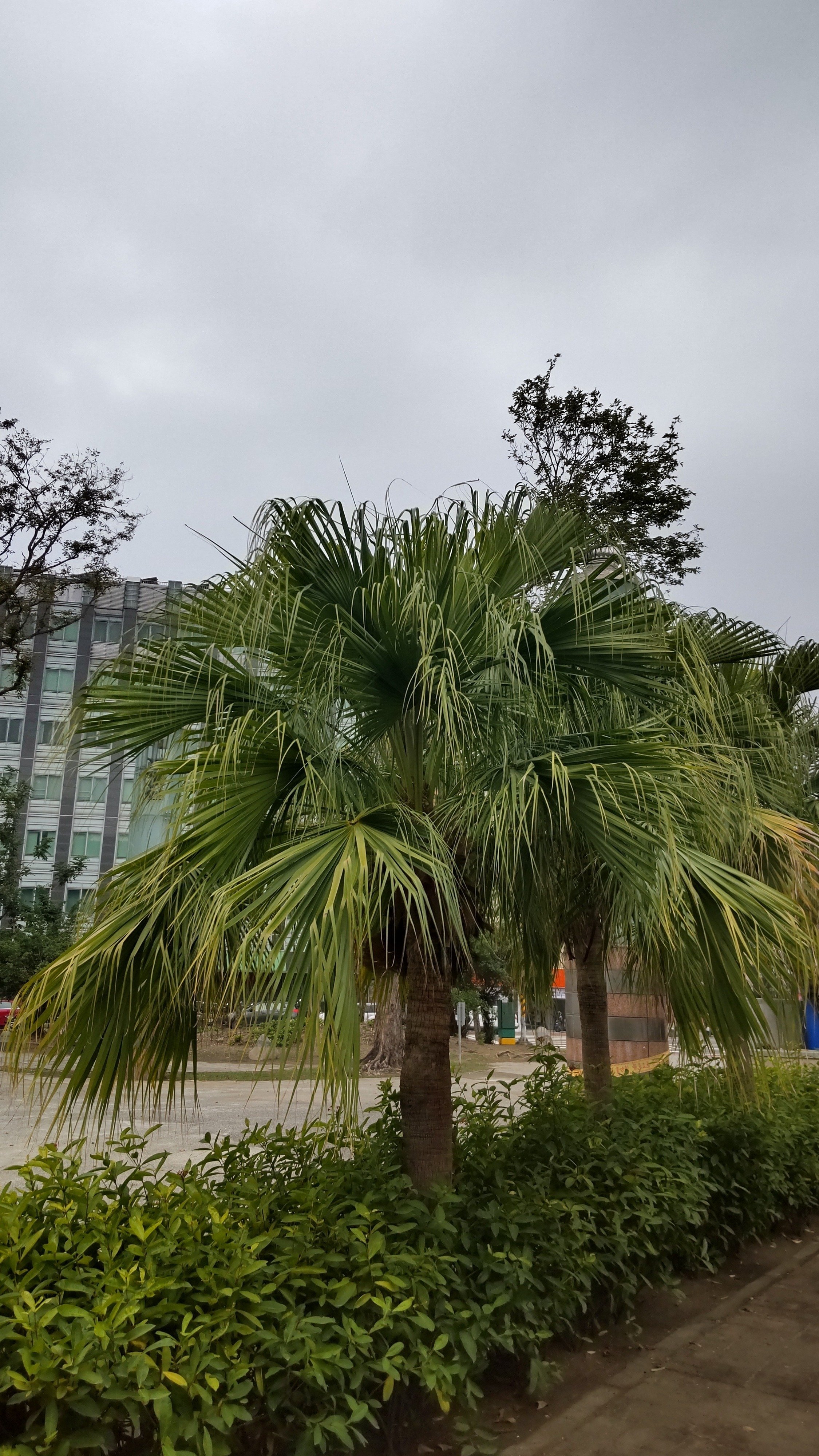 ヤシの木を語る1（日本本土原産のヤシの木たち）｜サイクロン