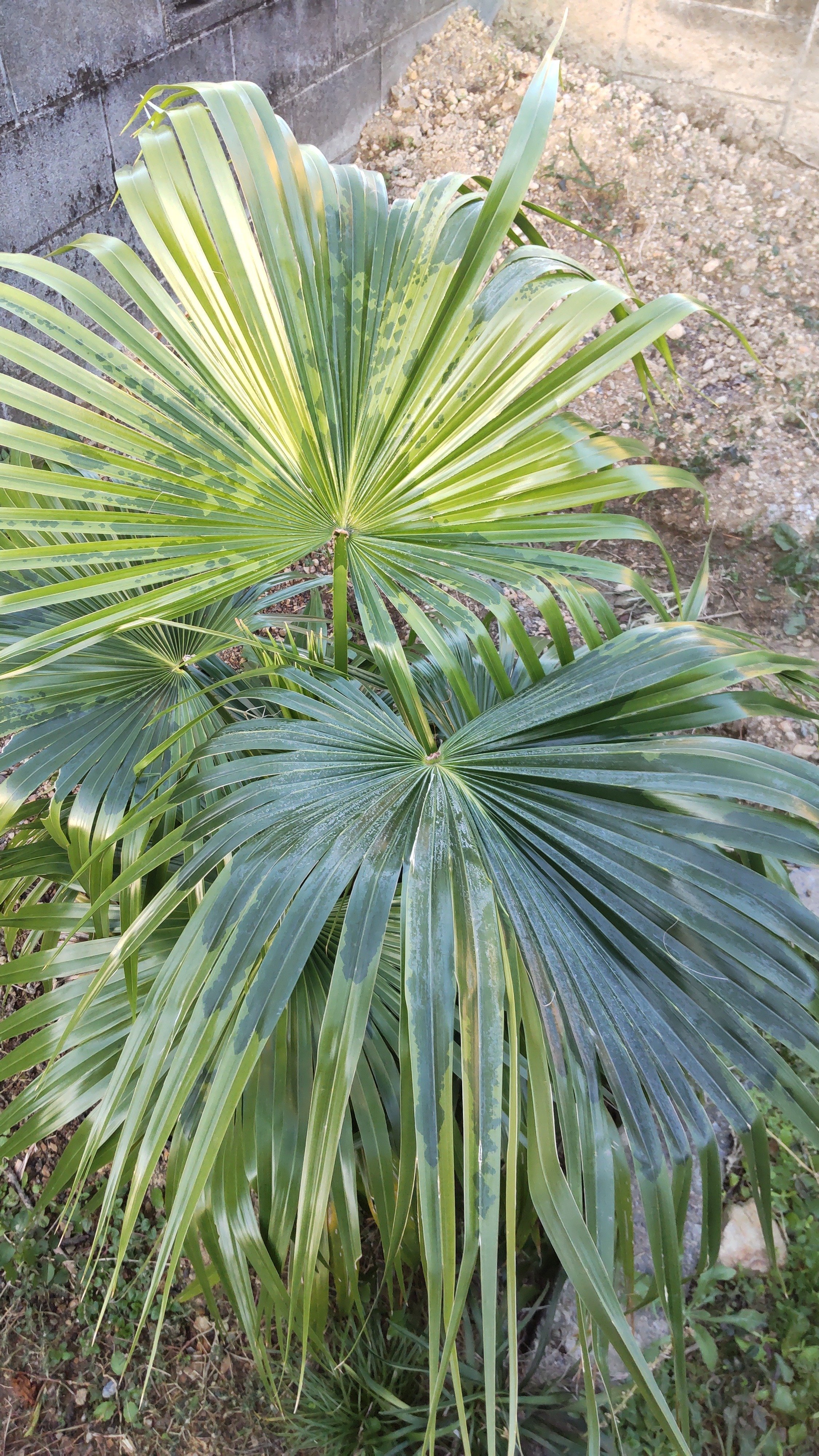 日本のヤシの木 ヤシの木を語る1（日本原産のヤシの木たち）｜サイクロン