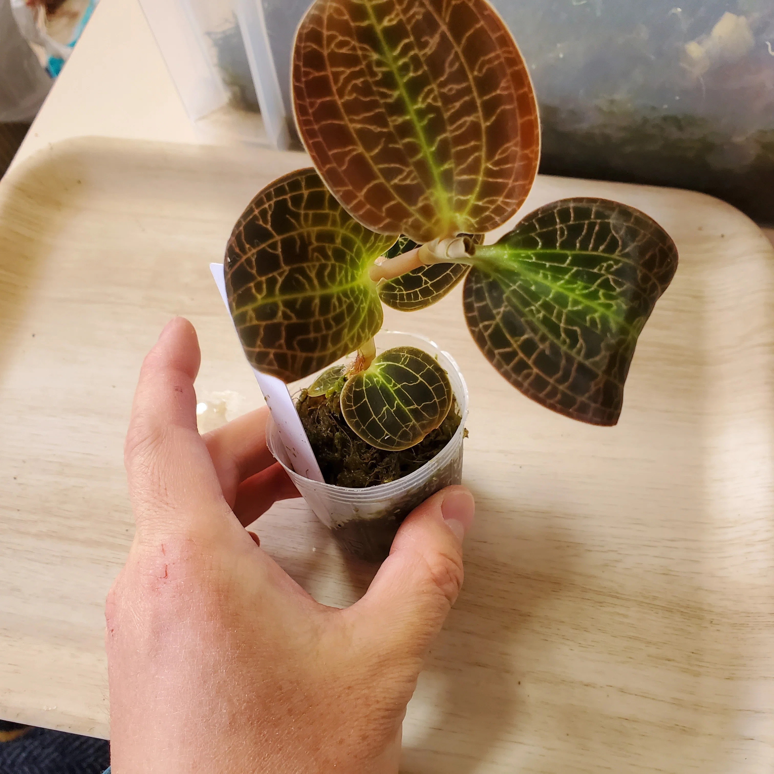 ジュエルオーキッド,limii Jewel Orchid 】 Macodes limii 花が咲きました🌸 成長がゆっくり