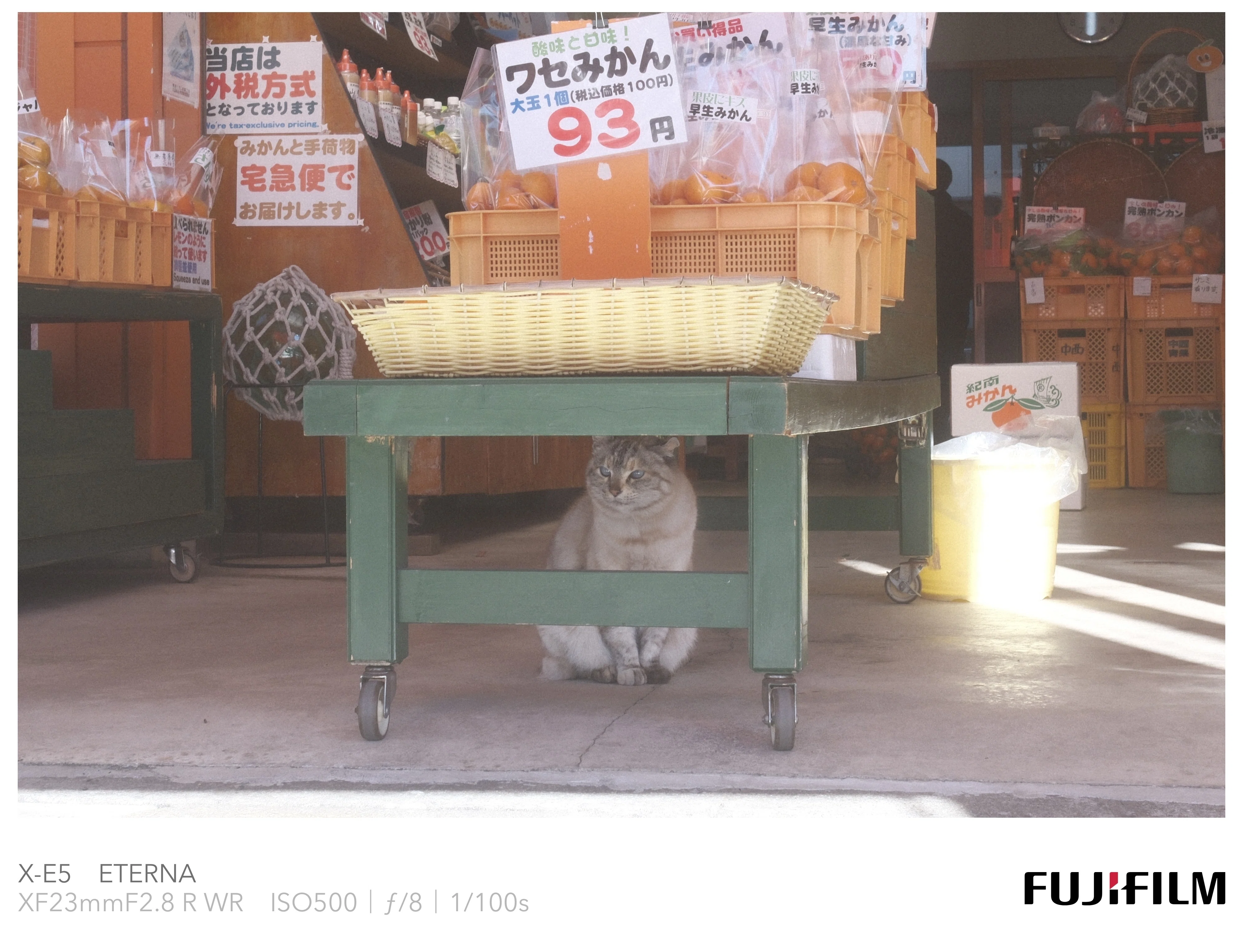 猫が店番をするミカン屋さん「中西商店」に行ってきた｜Sato