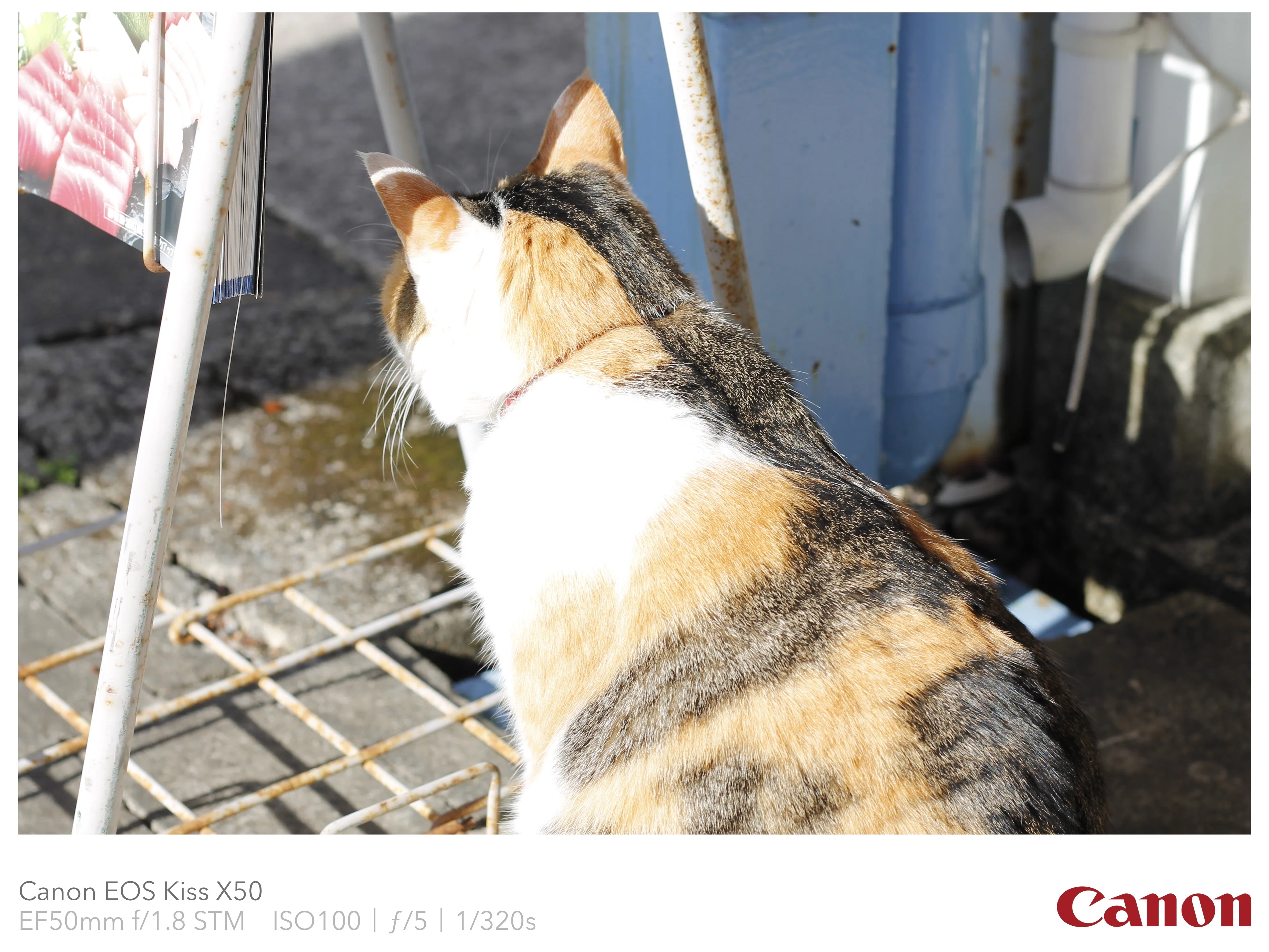 猫が店番をするミカン屋さん「中西商店」に行ってきた｜Sato