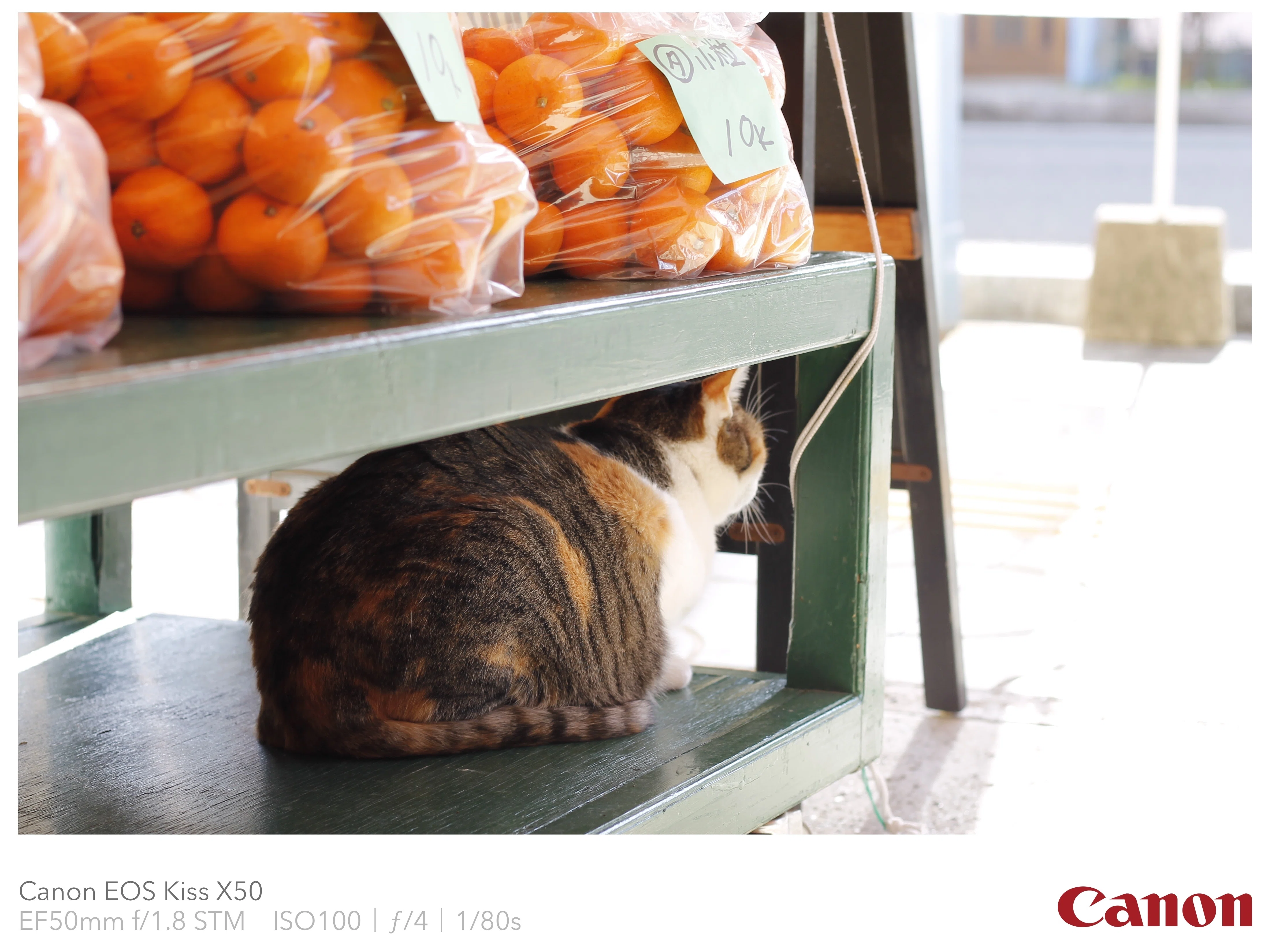 猫が店番をするミカン屋さん「中西商店」に行ってきた｜Sato