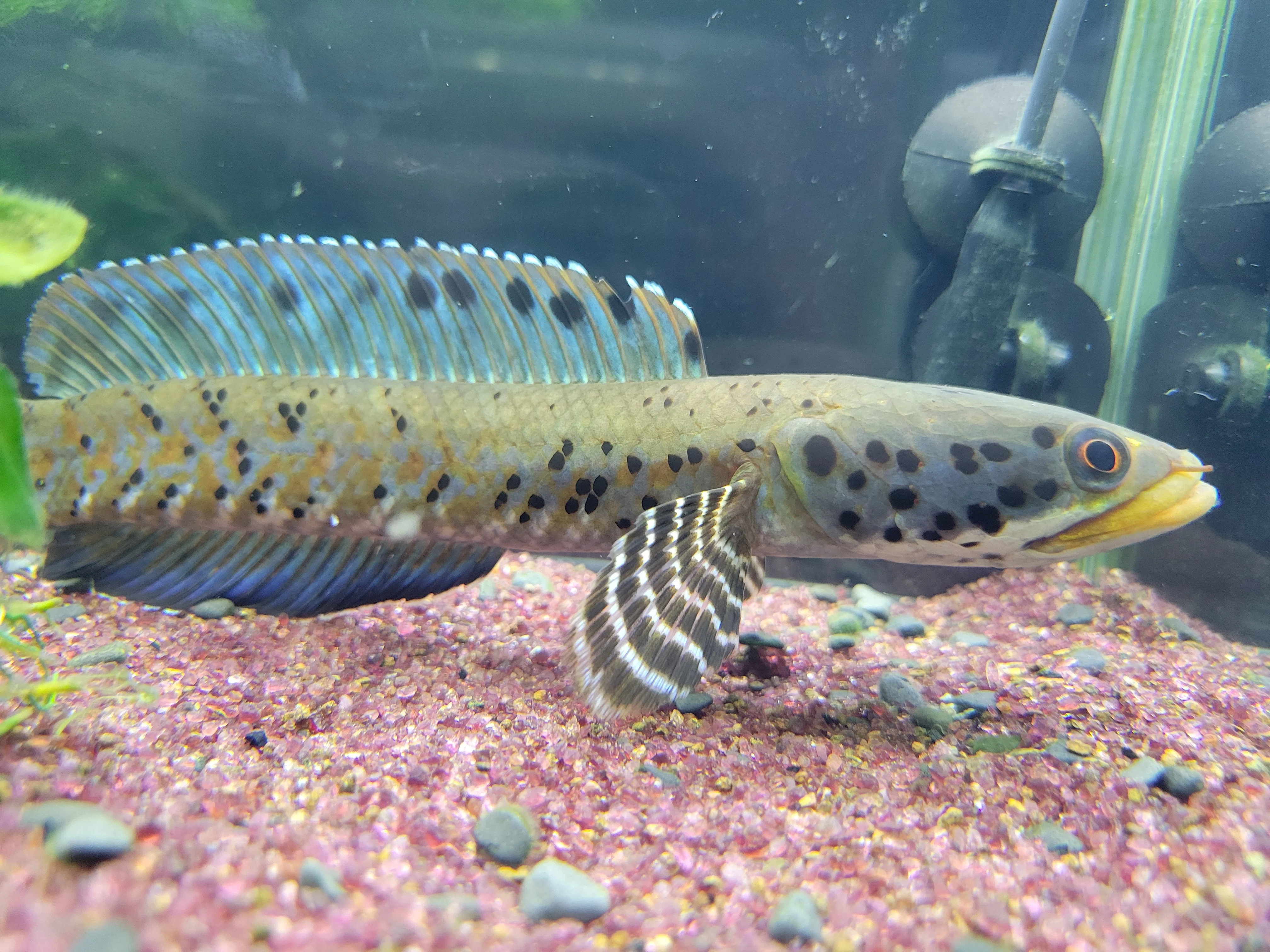 チャンナ オルナティピンニス(channa ornatipinnis)飼育の巻|OSSA チャンナ オルナティピンニス(channa ornatipinnis)飼育の巻|OSSA