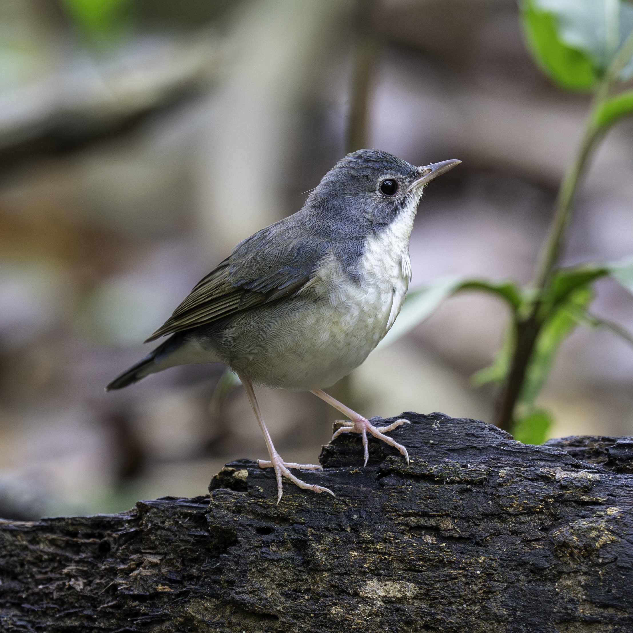 2025年 年末年始 1人で行くベトナム探鳥旅行 Day3前半｜れみー