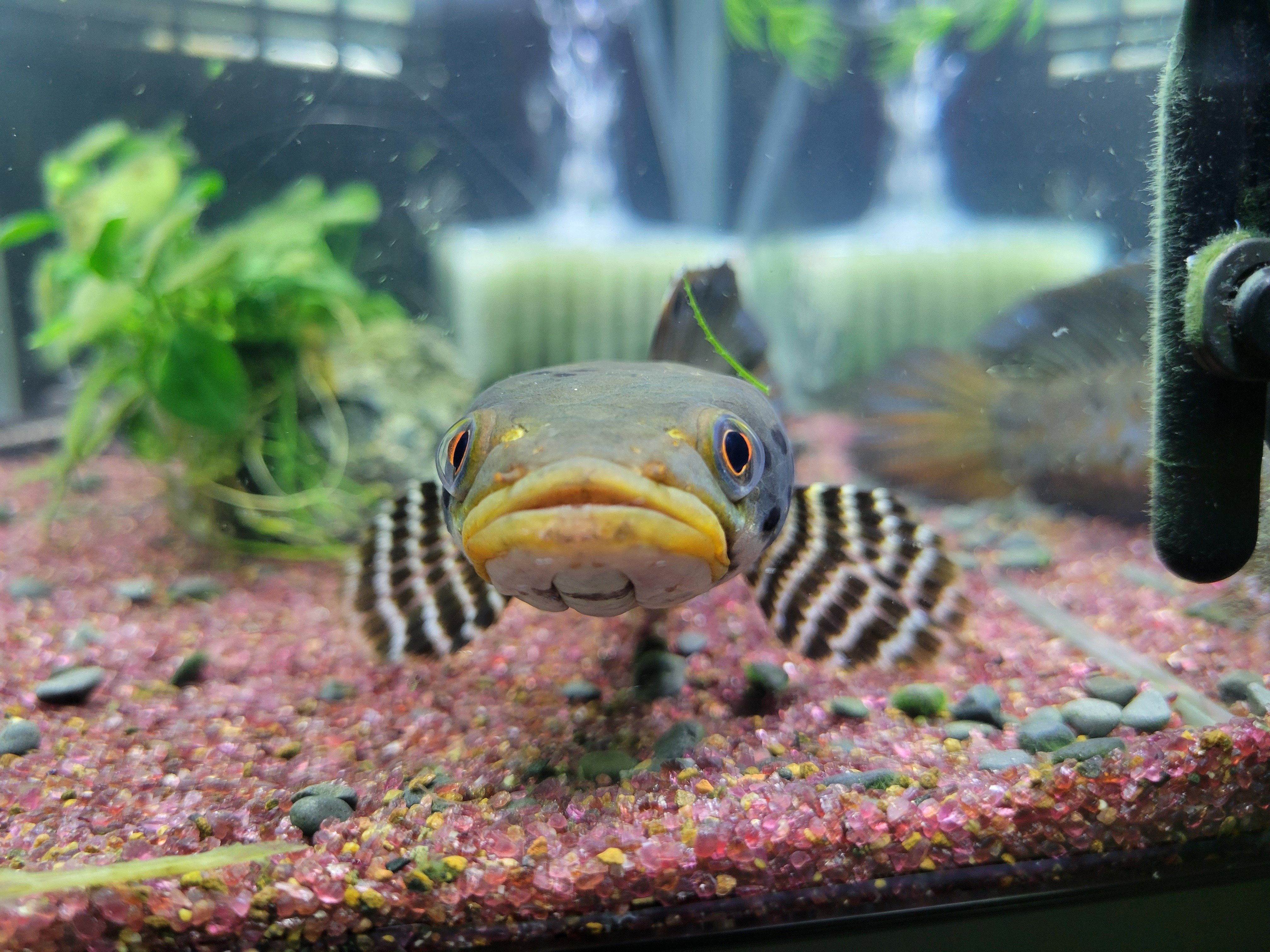 チャンナ オルナティピンニス(channa ornatipinnis)飼育の巻｜OSSA