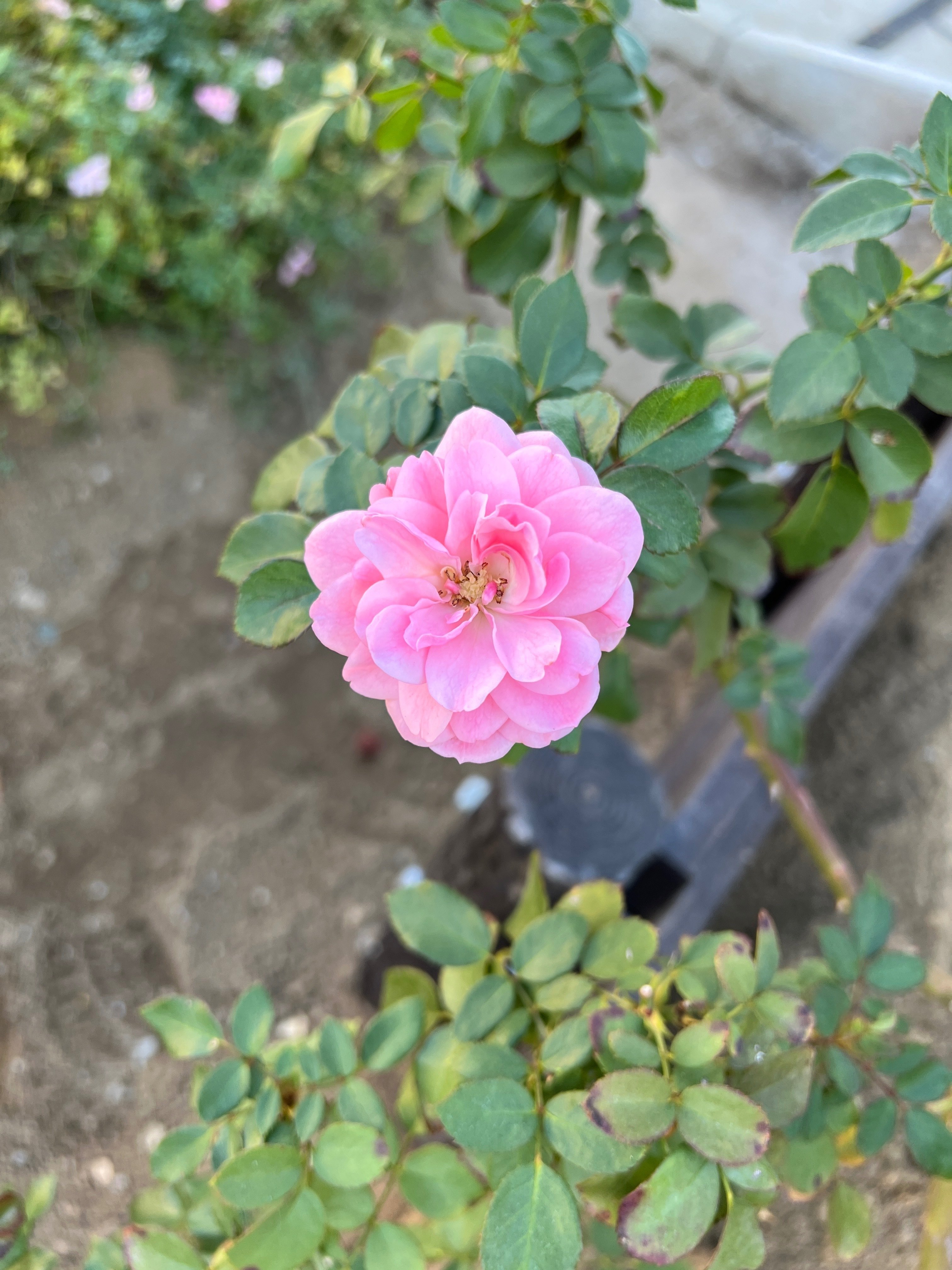 🇫🇷ボニカ'82（Bonica）🌹中之島バラ園｜ぱぽにゃん🌹薔薇を愛する投資家