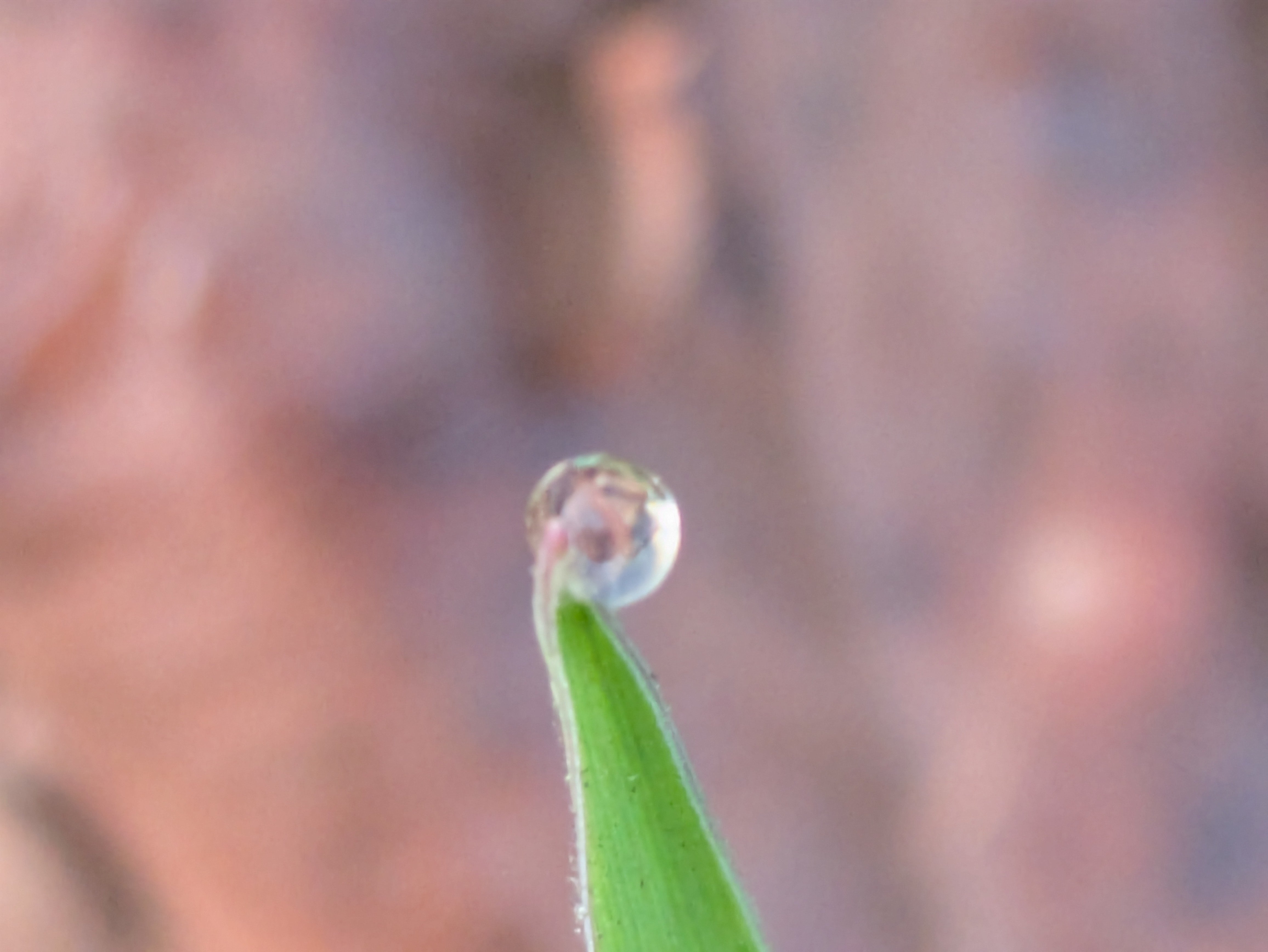 今朝の水滴④｜ichiro70