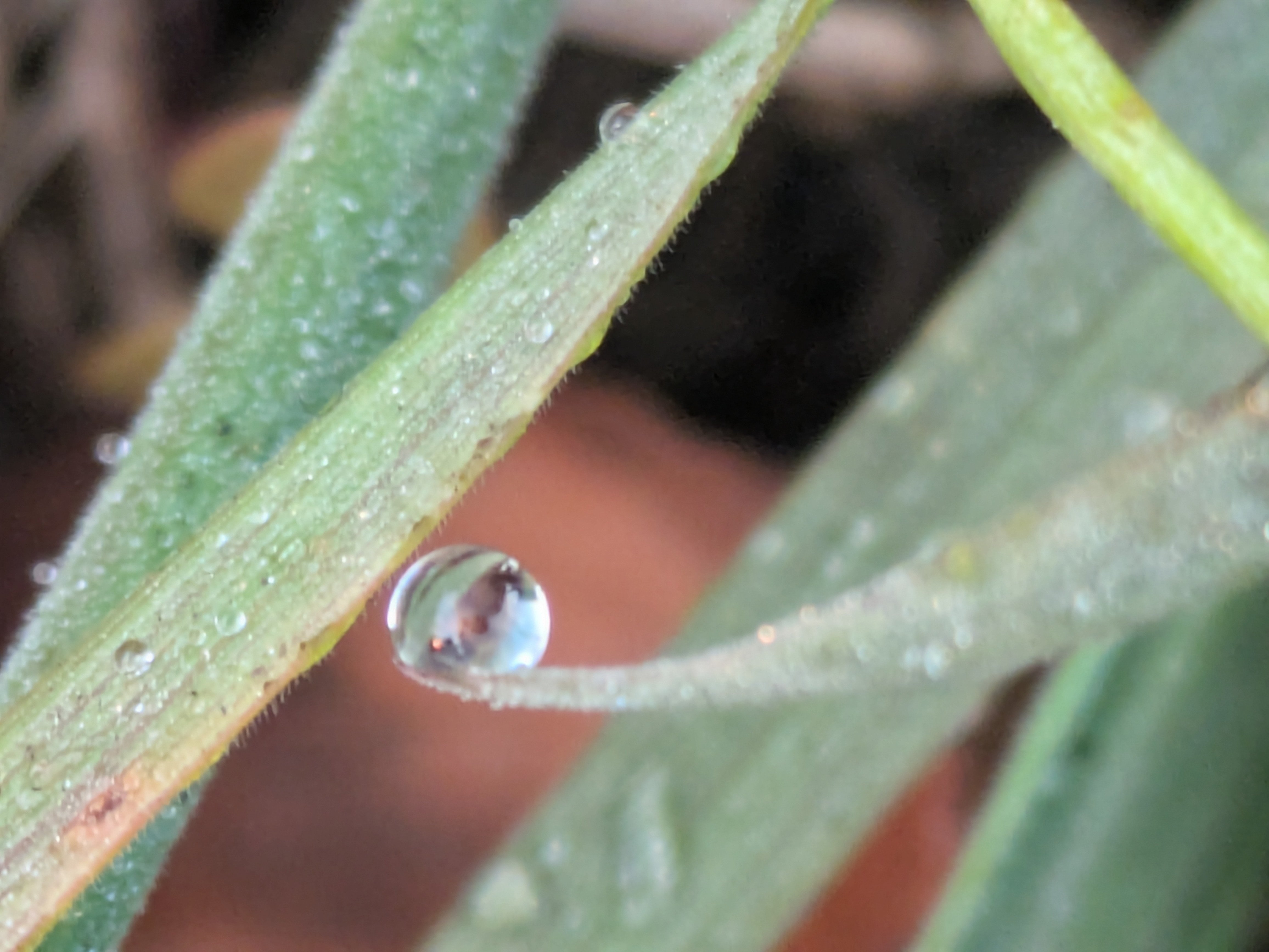 今朝の水滴④｜ichiro70