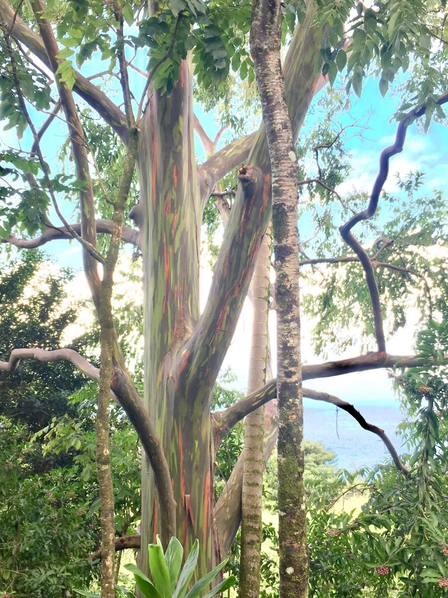 ユーカリ】虹色に輝くレインボーユーカリって何？初心者でも失敗しない