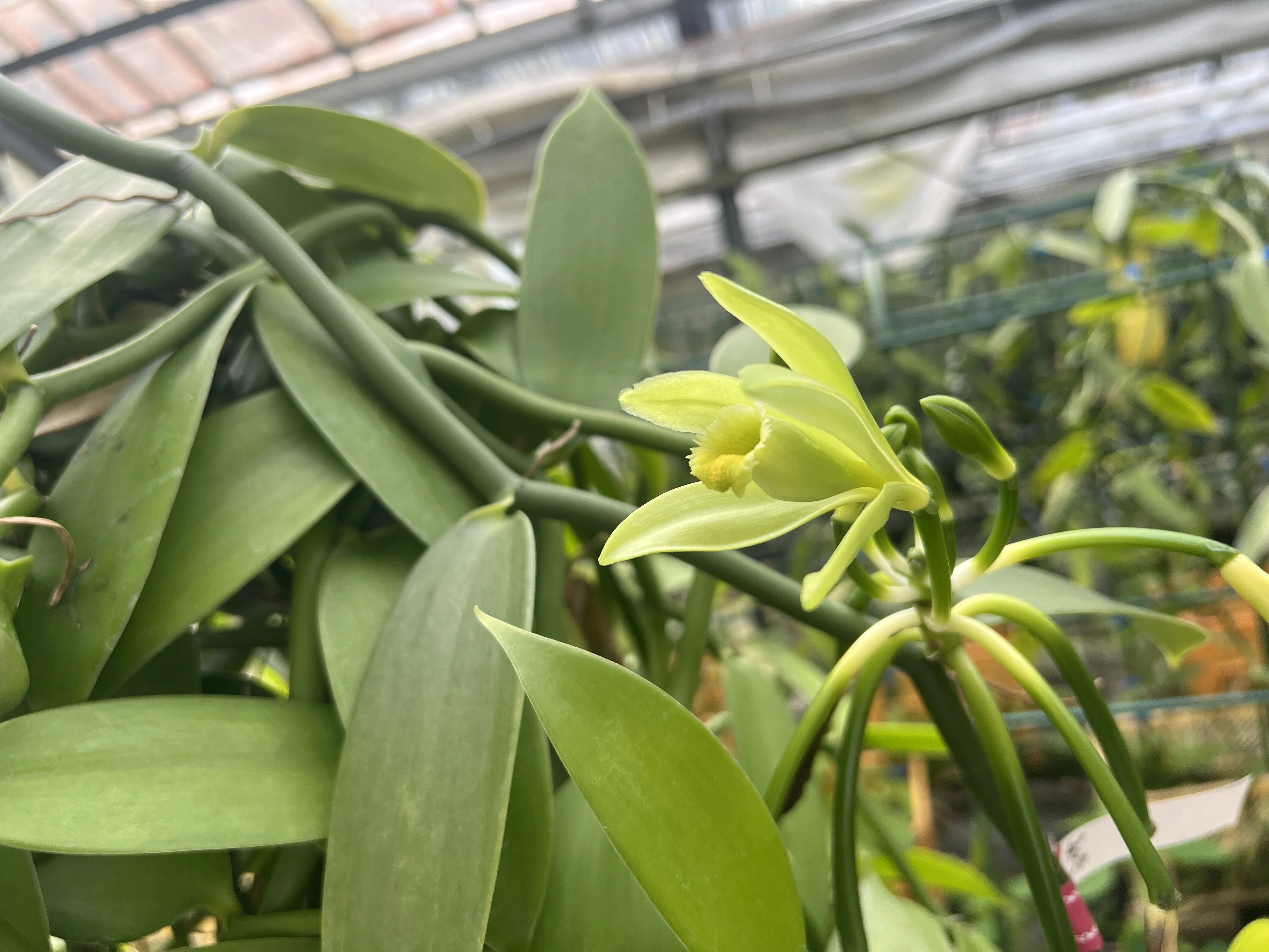 国産バニラ×植物工場：安定した地域の高付加価値作物で「香りの地域