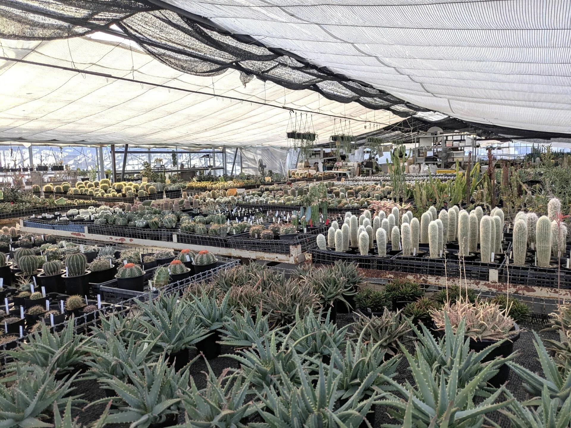 サボテン農家ページです。 小学生への植育活動と食用サボテンの栽培で地域に貢献！（後藤サボテン