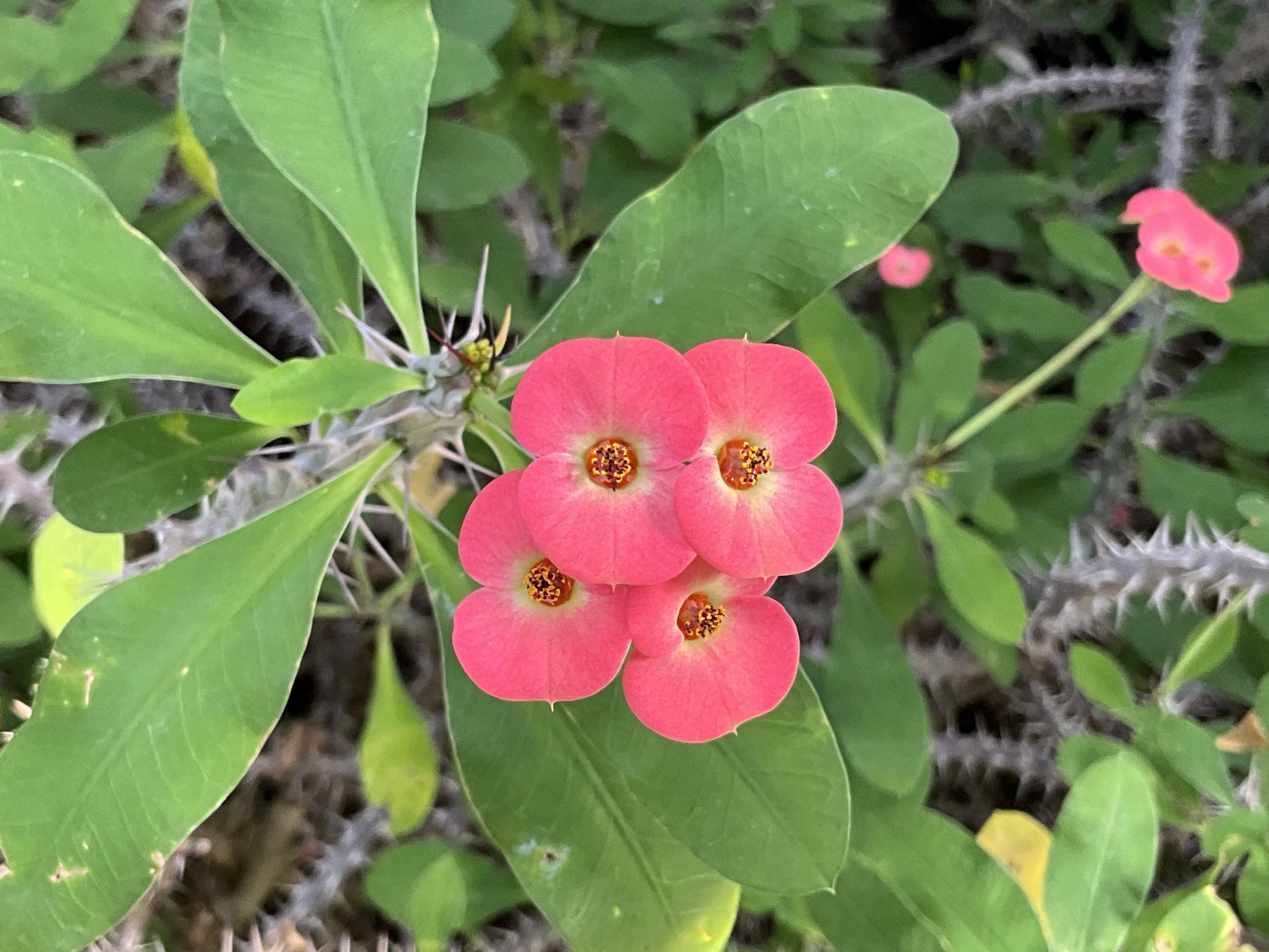 いばらの冠：花キリン（京都府立植物園）：2026年1月17日（土）｜藤井