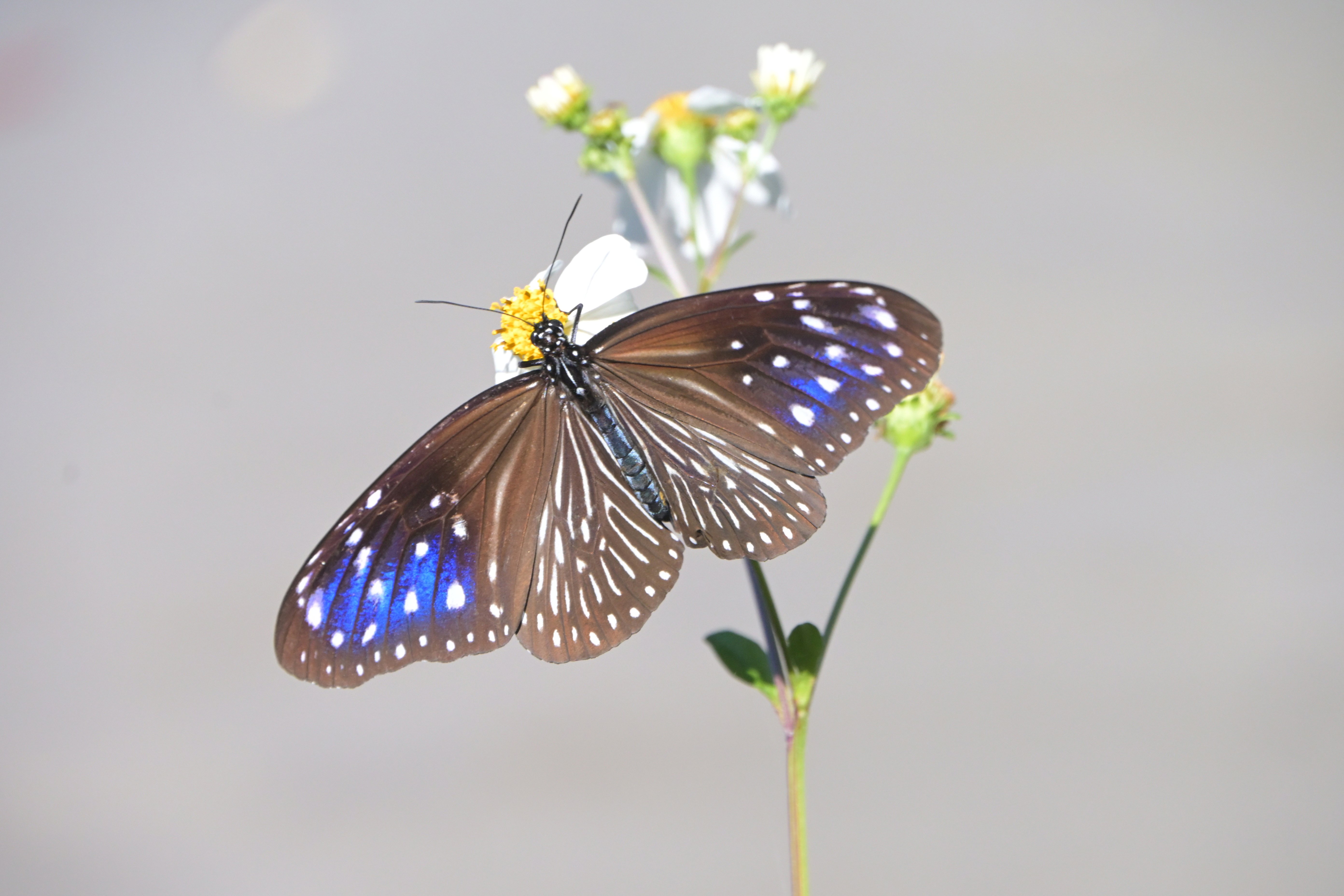 ツマムラサキマダラ（ついに撮影できました）｜沖縄散歩人