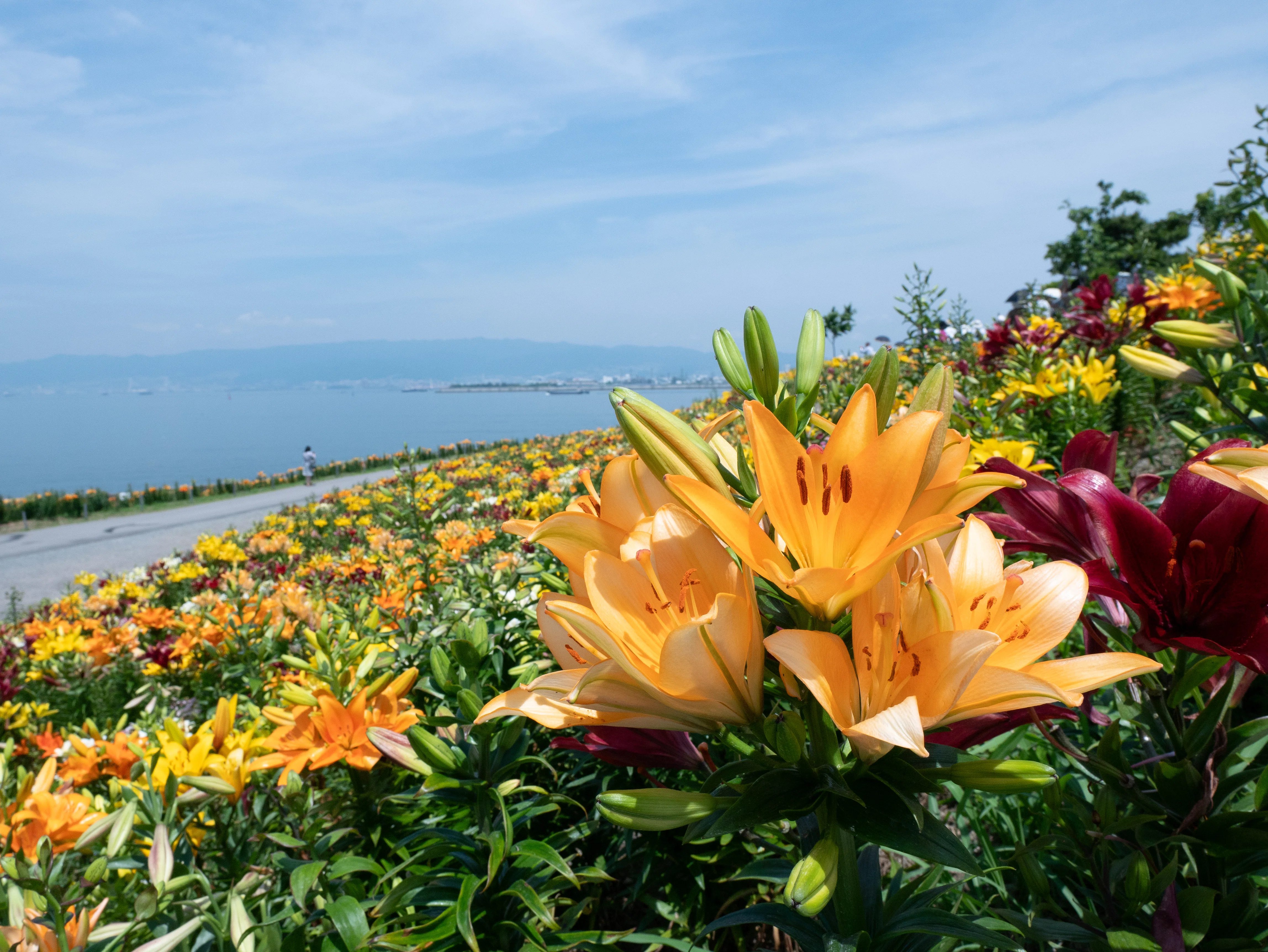 LEICA DG SUMMILUX 12mm / F1.4 ASPH. 【Library】｜LUMIX Lens Letters