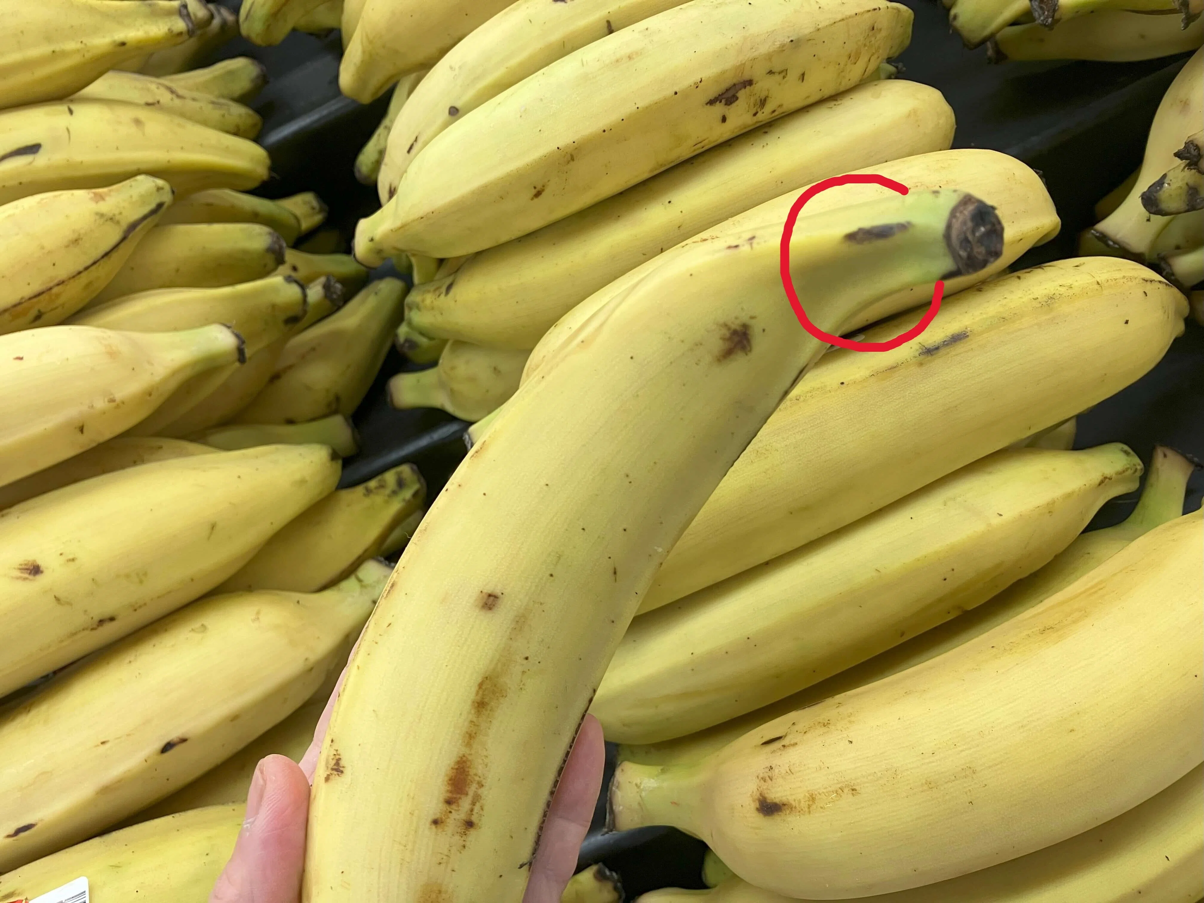 カナダ】これな～んだ？「見ればわかるよ、バナナでしょ」そう思った