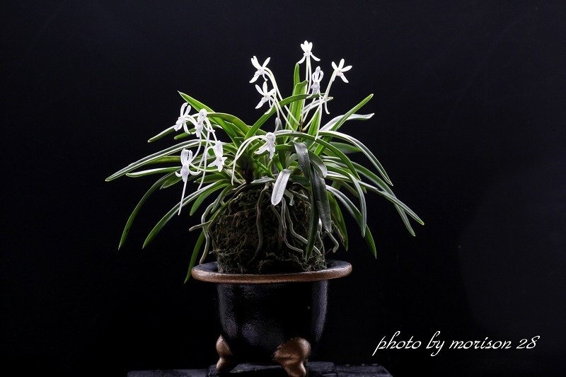 富貴蘭「紀州伏虎」の花(過去の画像倉庫から)｜KJ Morison