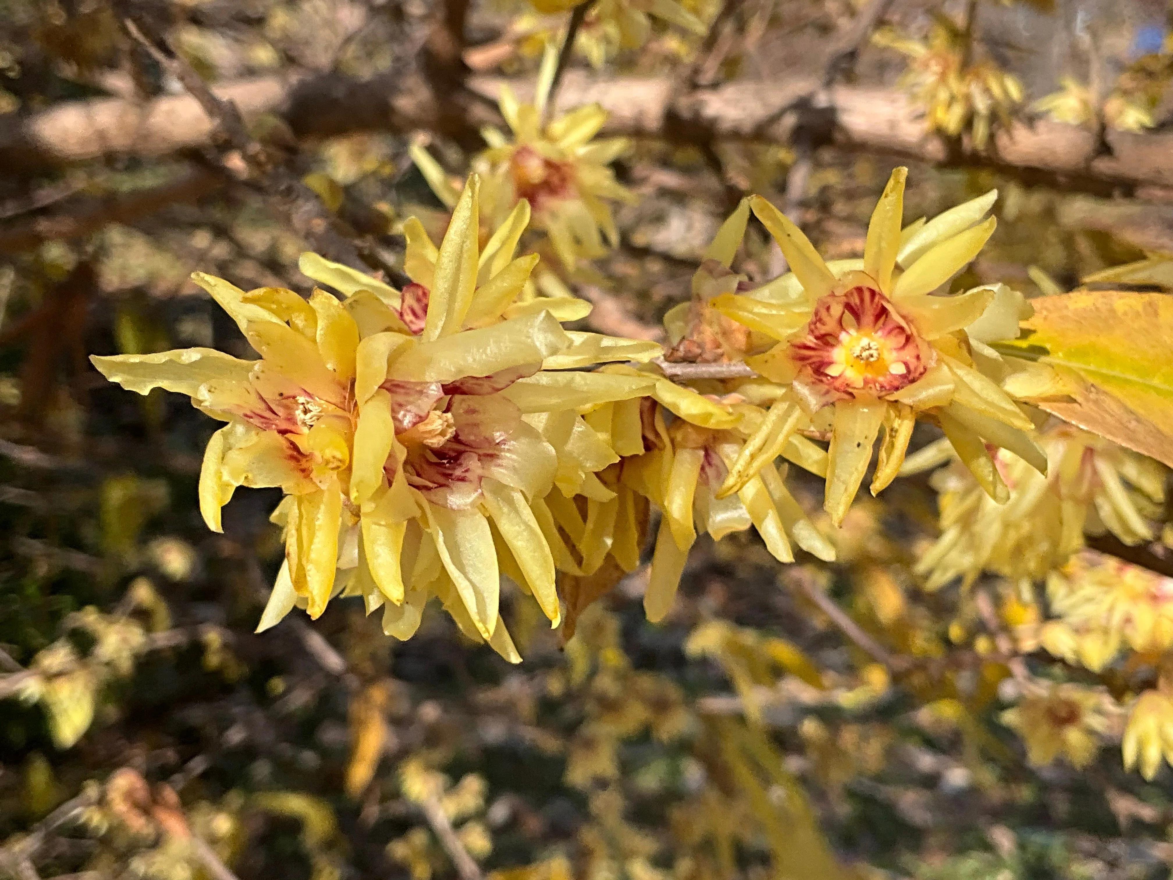 ロウバイの花（京都府立植物園）No.142：2026年1月20日（火）｜藤井