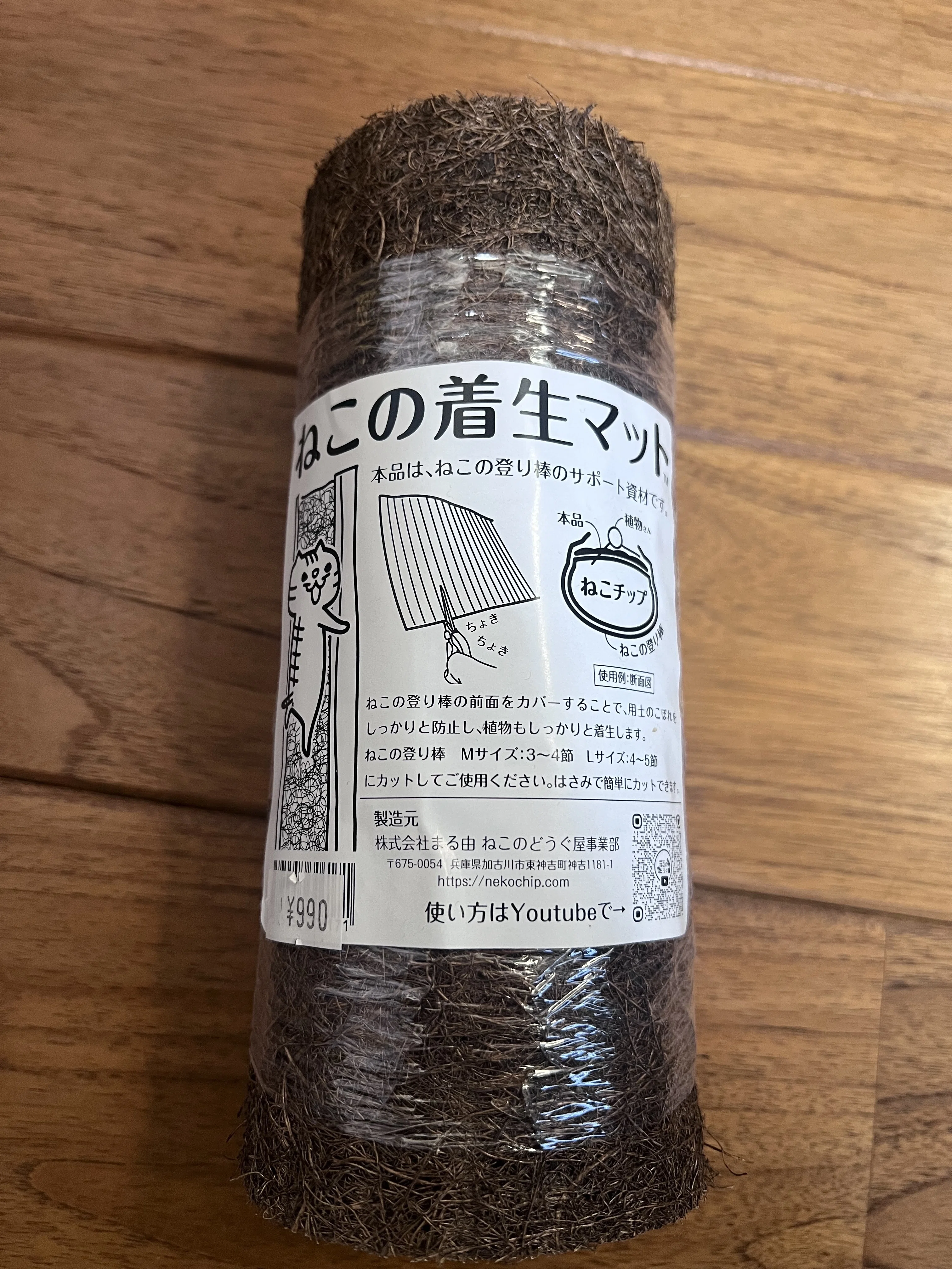 超希少❗️猫チップ、登り棒仕立て❗️フィロデンドロン フロリダ 