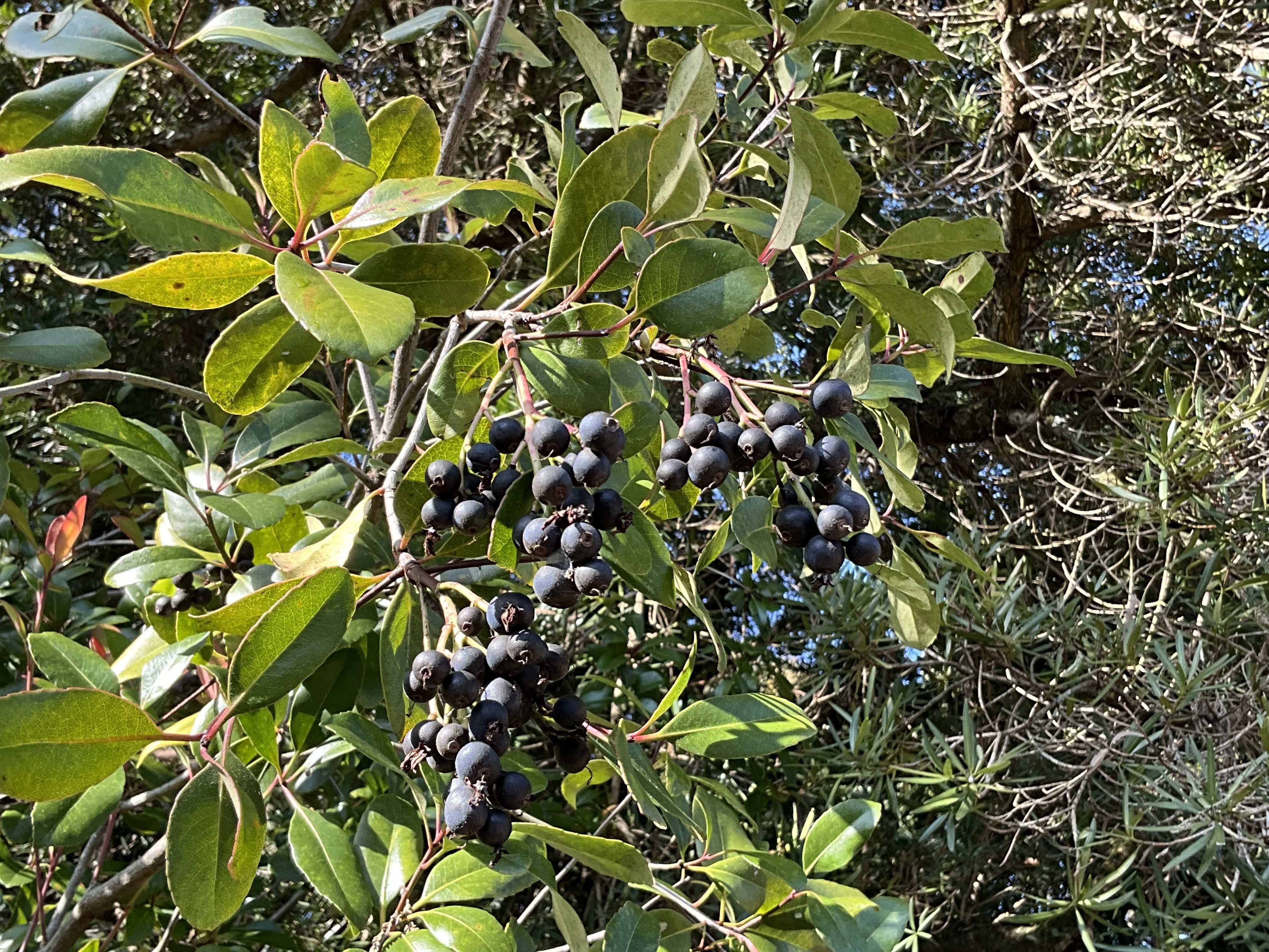 冬に実を結ぶシャリンバイ（京都府立植物園）：2026年2月14日（土