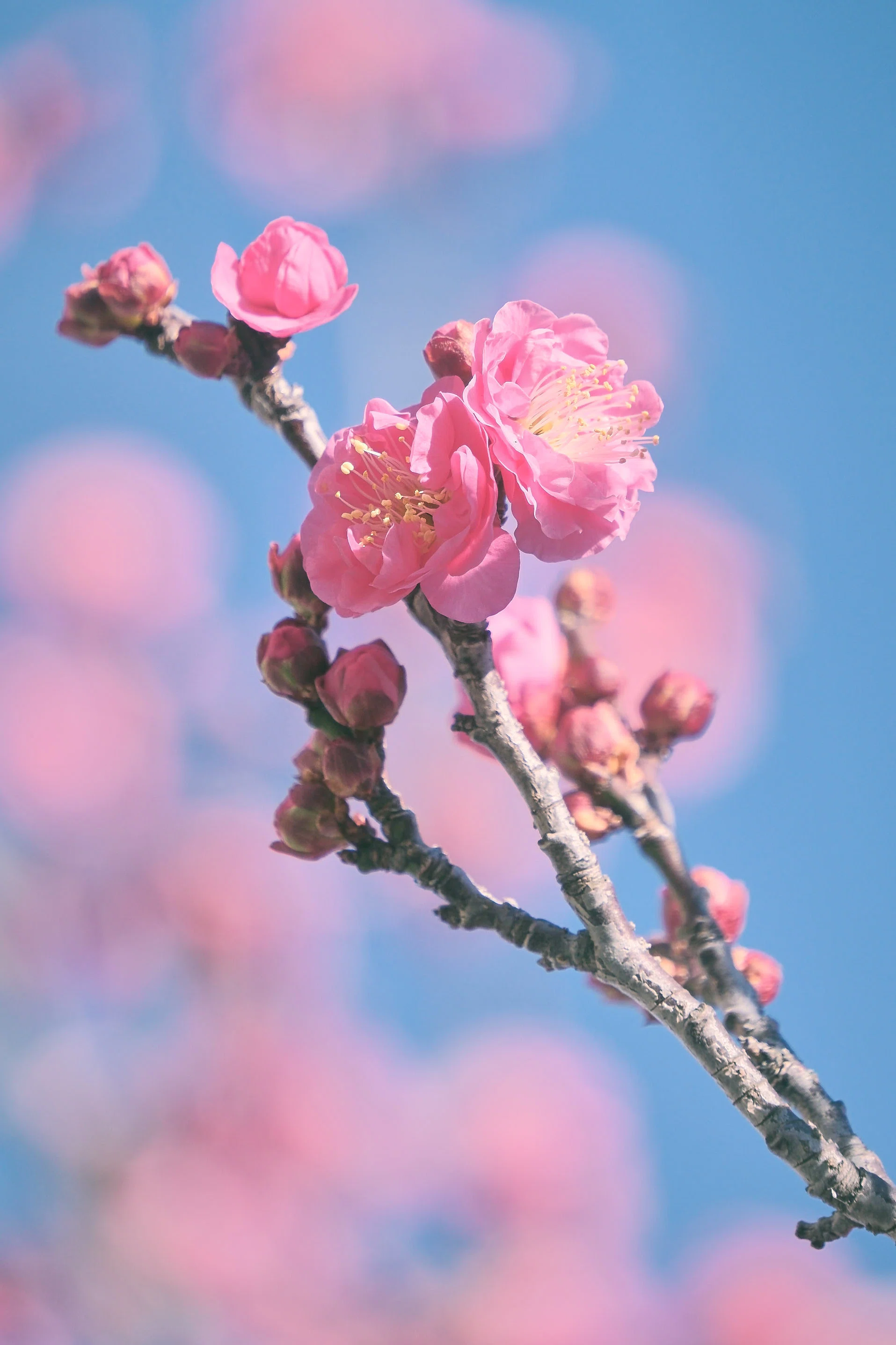 紅梅 Amazon.co.jp: 梅盆栽 信楽鉢入り 1鉢 紅梅大盃梅 (紅梅) : DIY・工具
