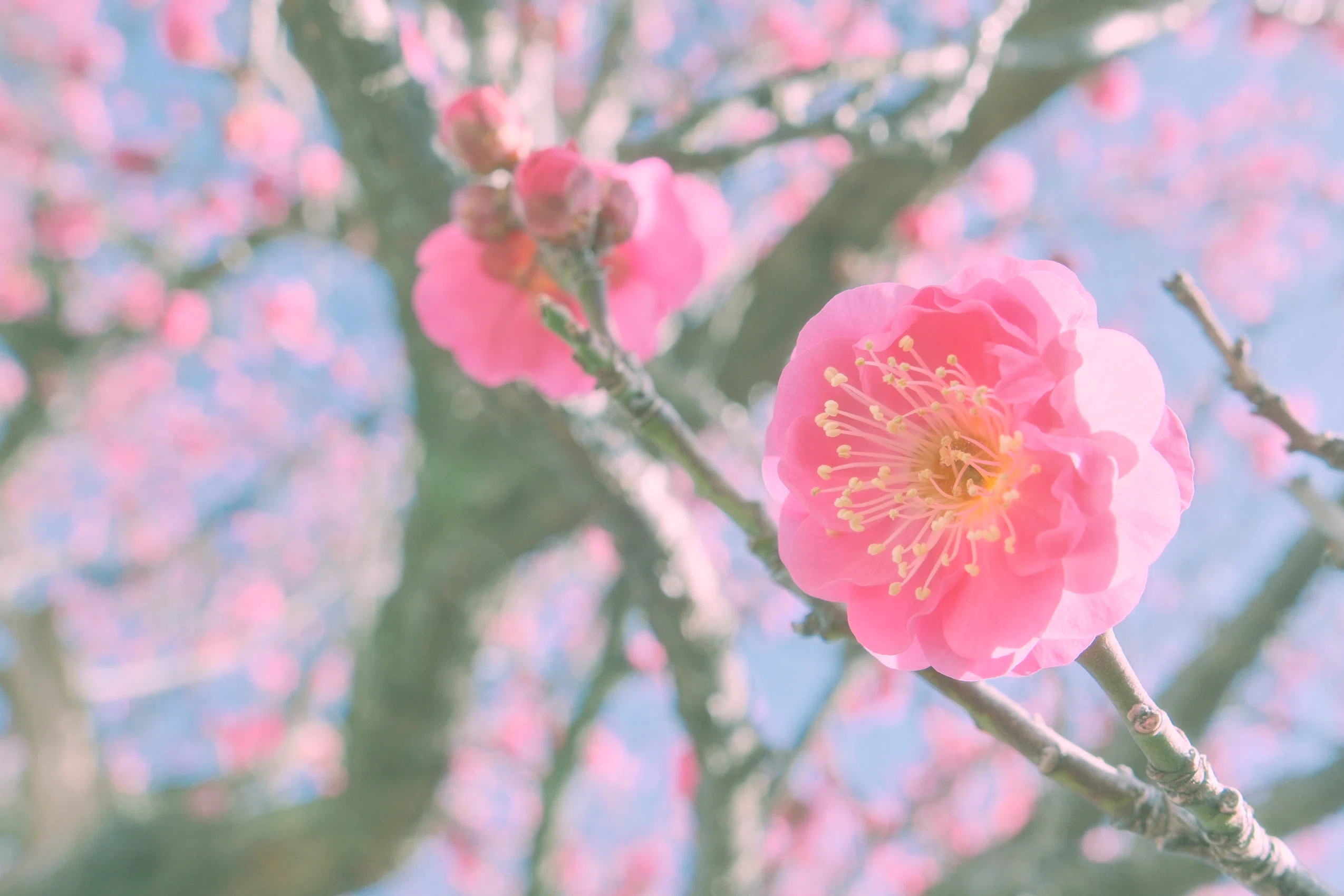 紅梅 Amazon.co.jp: 梅盆栽 信楽鉢入り 1鉢 紅梅大盃梅 (紅梅) : DIY・工具