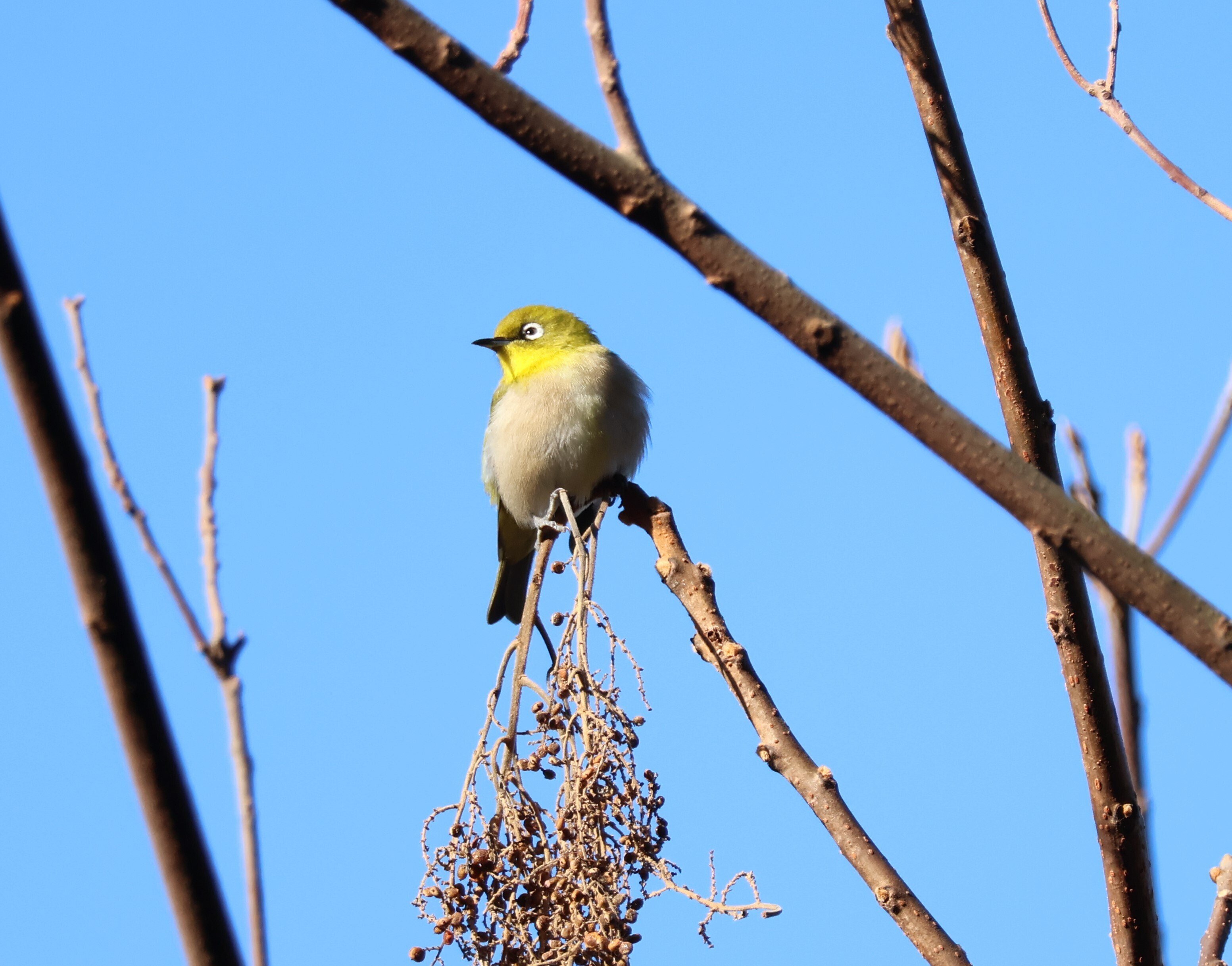 2026年 お正月の野鳥｜がっちゃん