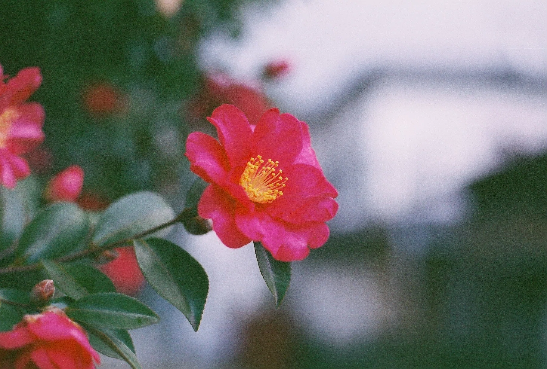 期限切れフィルムレビュー】FUJIFILM FUJICOLOR-SUPER 400｜K2SND