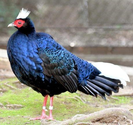 雉始雊」 1日遅れのカレンダー キジ｜hyaku_moku