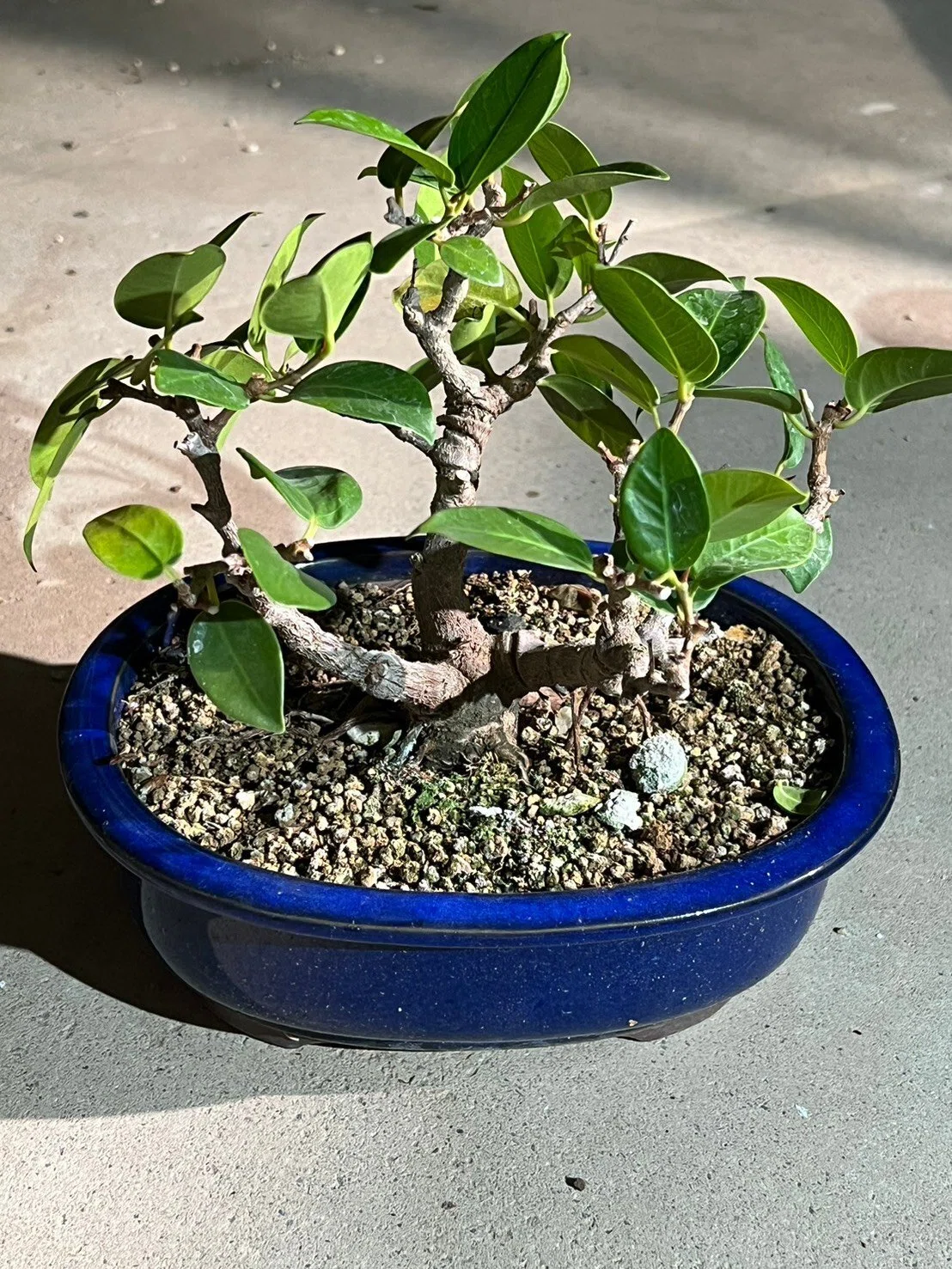 植物の雑記～ガジュマル編～｜髙野F