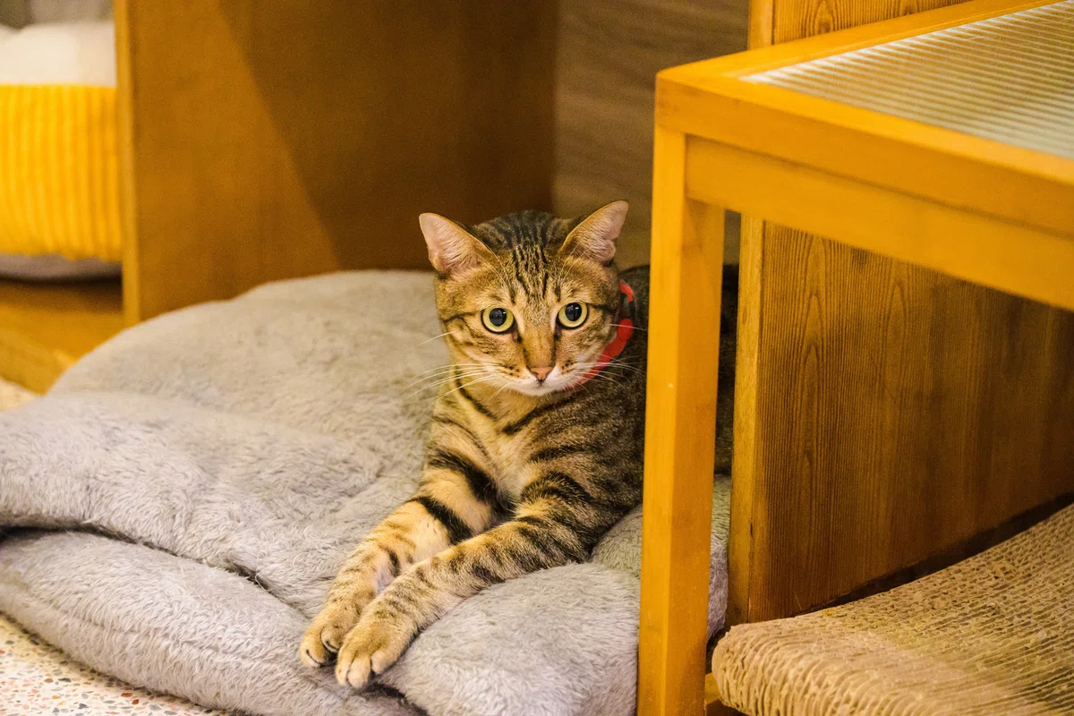高雄フォトエッセイ|#7:猫のいるカフェで雨宿り|Keisuke_