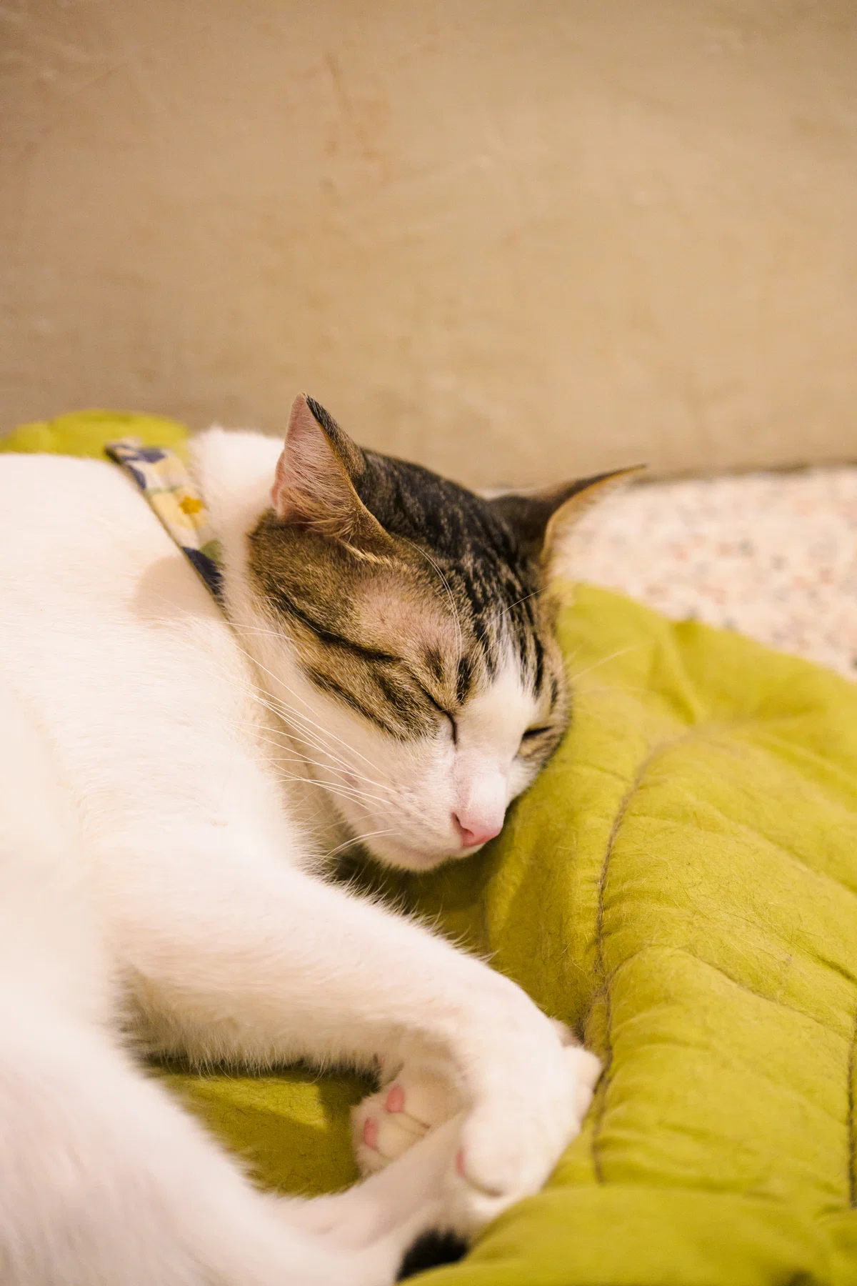 高雄フォトエッセイ|#7:猫のいるカフェで雨宿り|Keisuke_