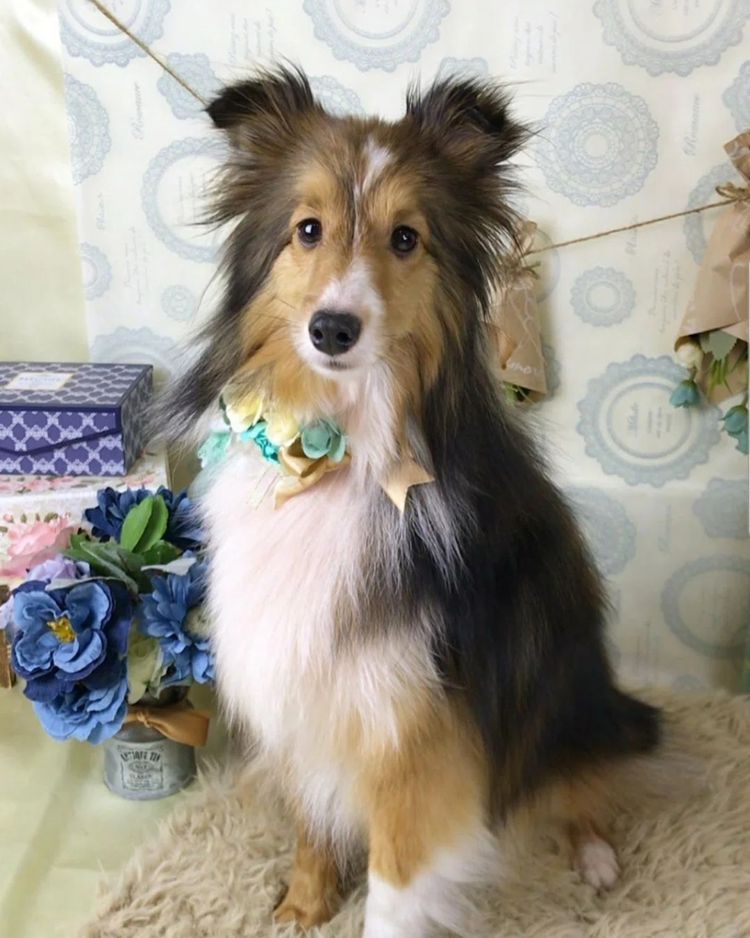 愛犬】#1 初めましての7歳シェルティとの出会い｜ちょびりーぬ