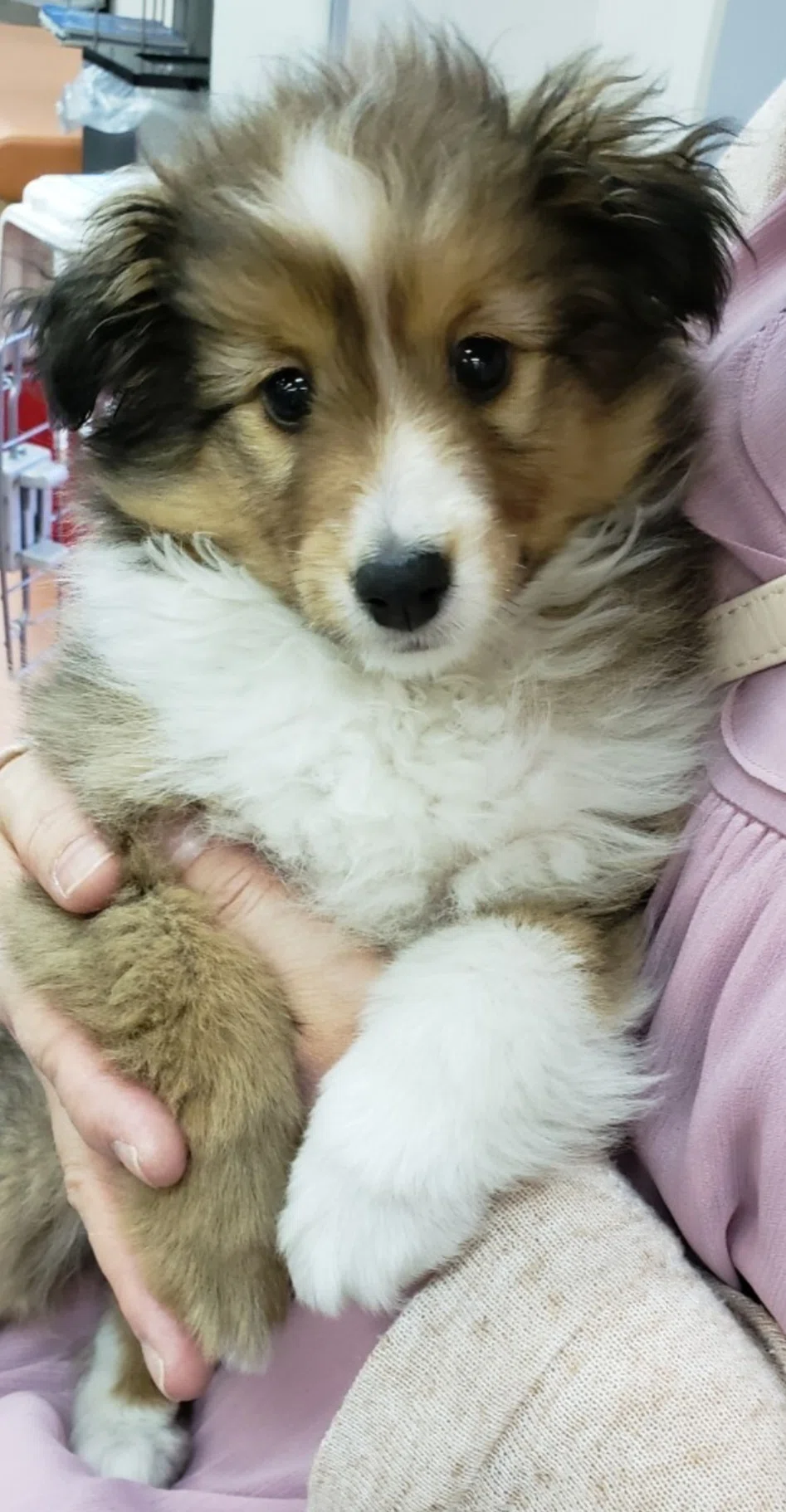 愛犬】#1 初めましての7歳シェルティとの出会い｜ちょびりーぬ