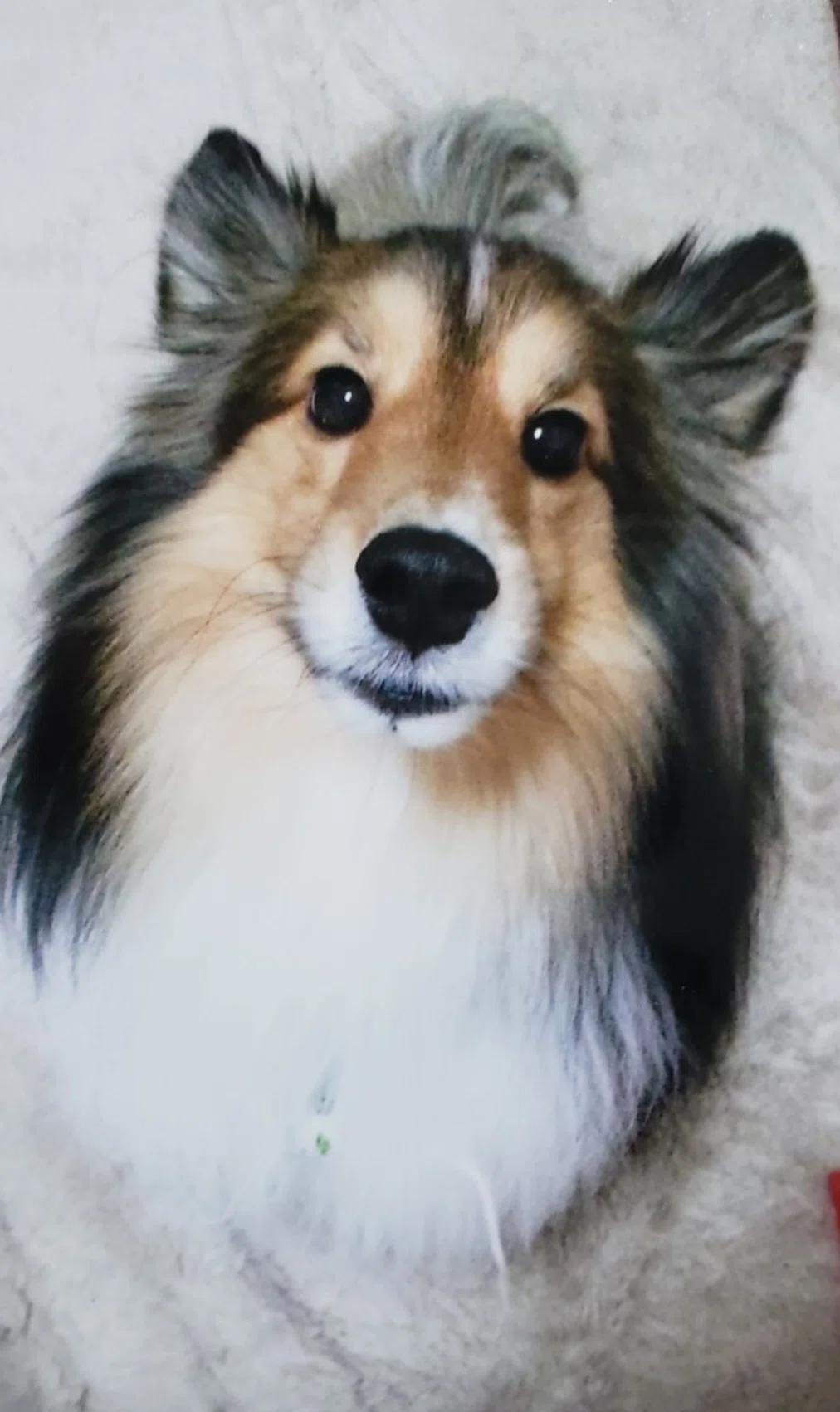愛犬】#1 初めましての7歳シェルティとの出会い｜ちょびりーぬ