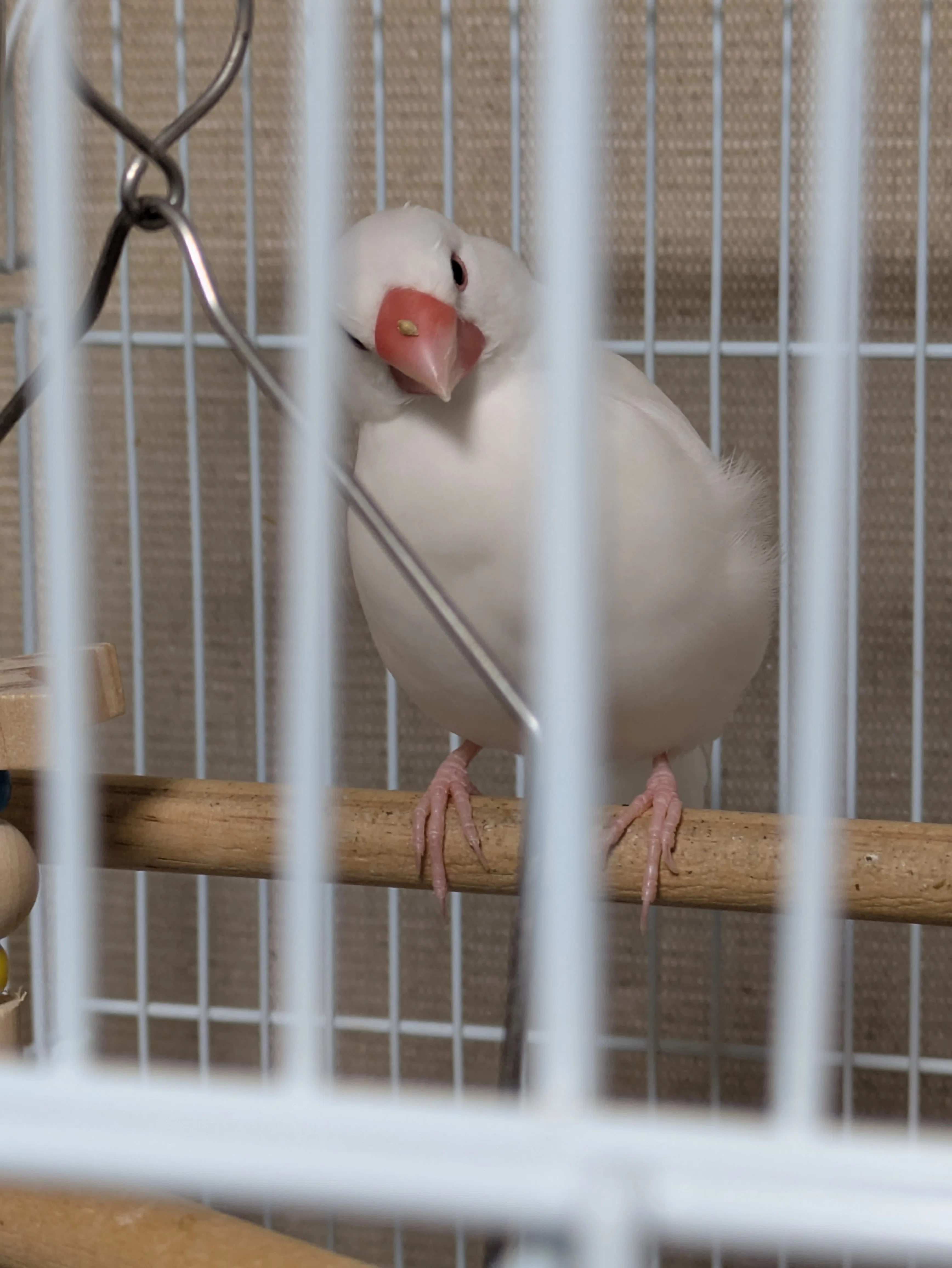 もふもふ文鳥アルバム｜もみじ🍁