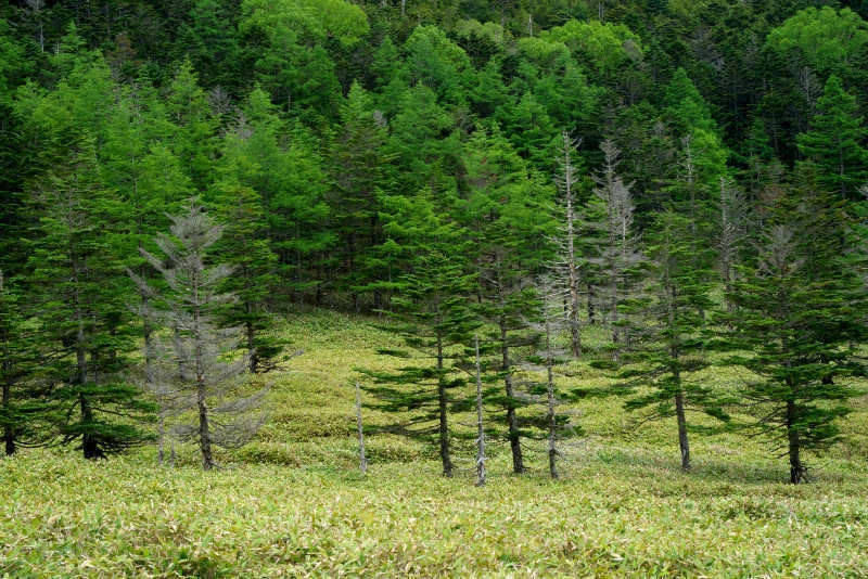 深緑の北八ヶ岳を歩く【最終】 夏色の縞枯山と北横岳｜稜線の記憶/ケーシ
