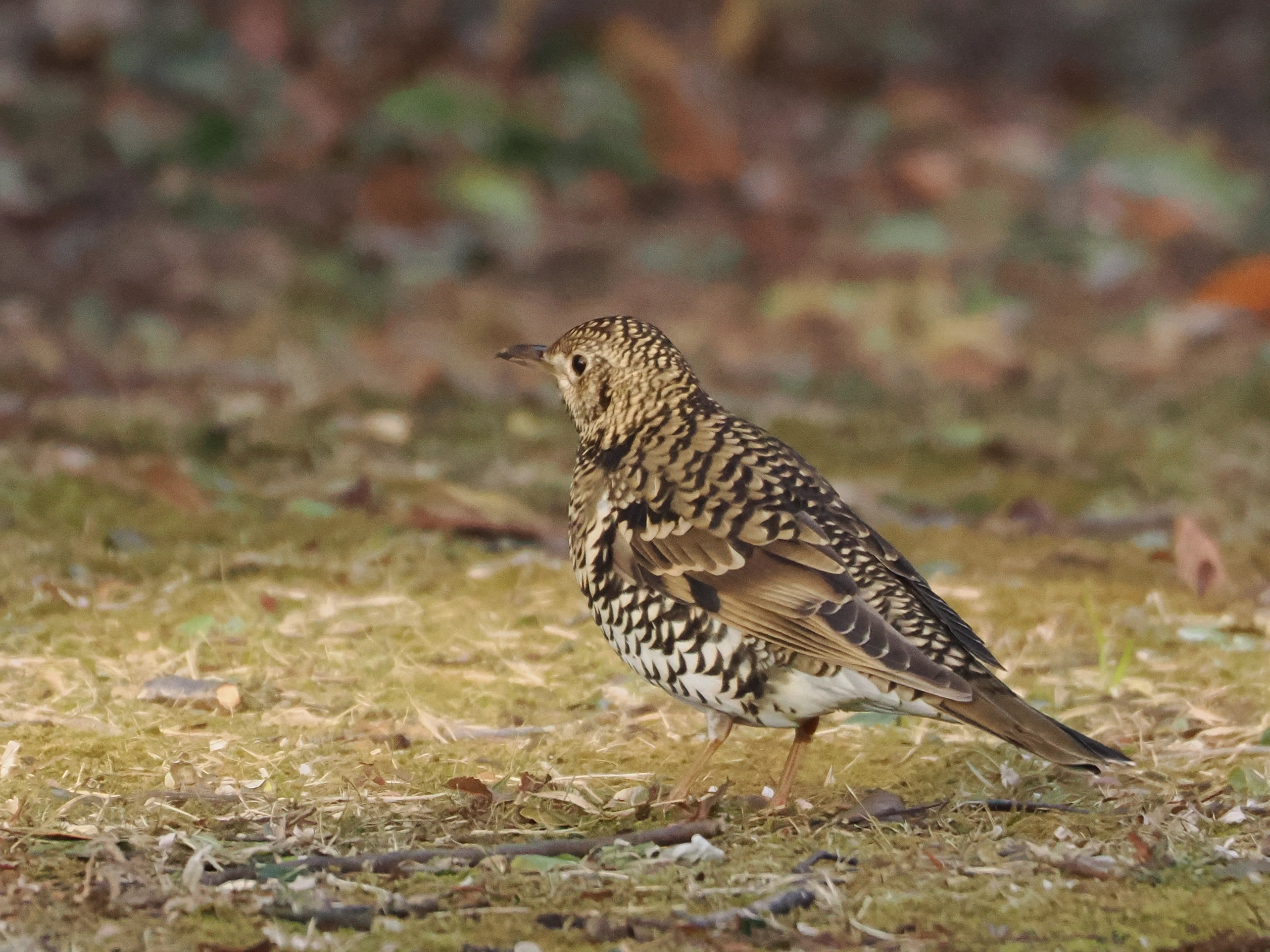 鳥見】ルリビタキを見つけに桜ヶ丘公園へ｜himekuri365