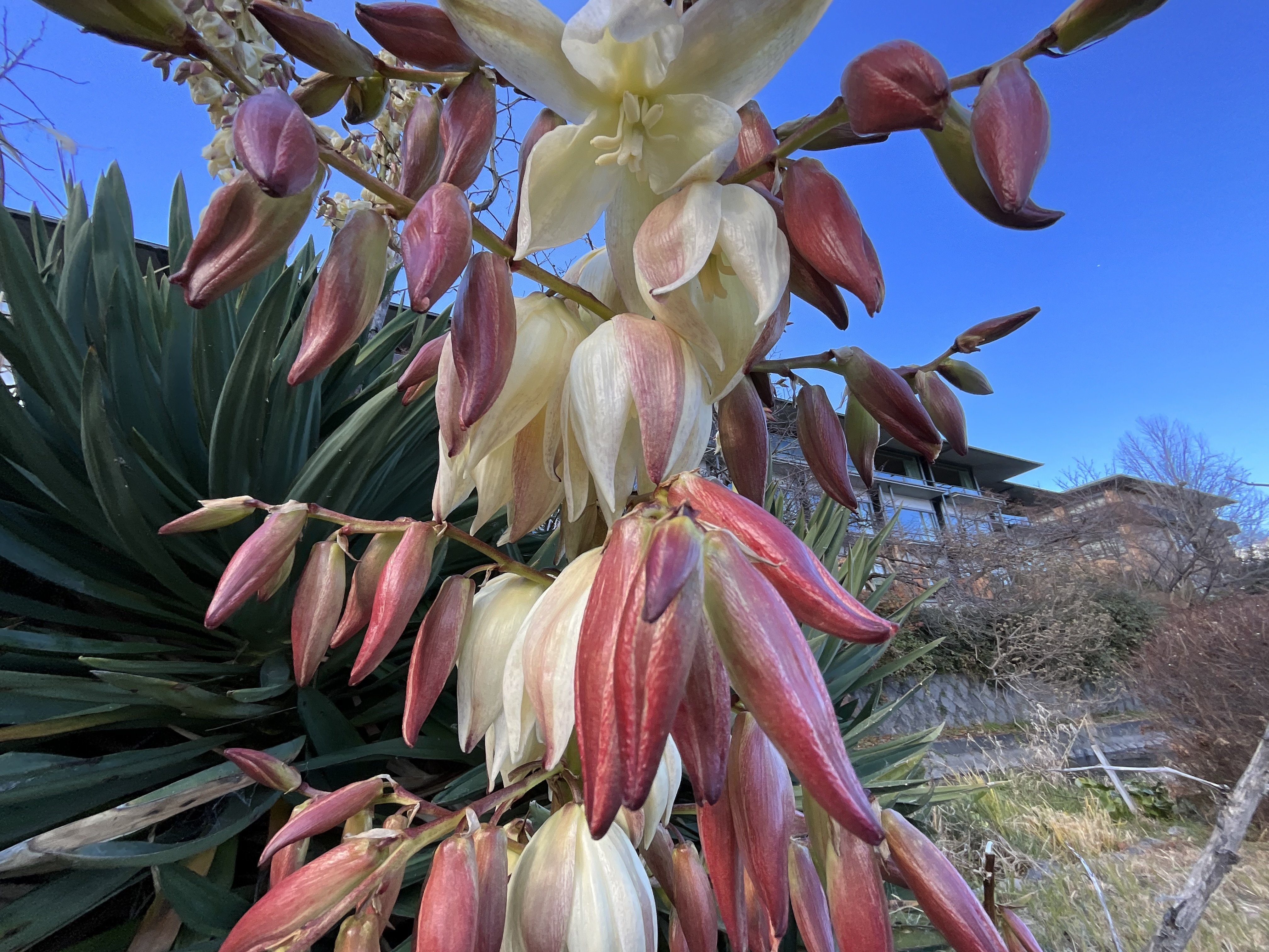 アツバキミガヨラン アツバキミガヨランの冬：2026年2月6日（金）｜藤井秀昭（『京都居候