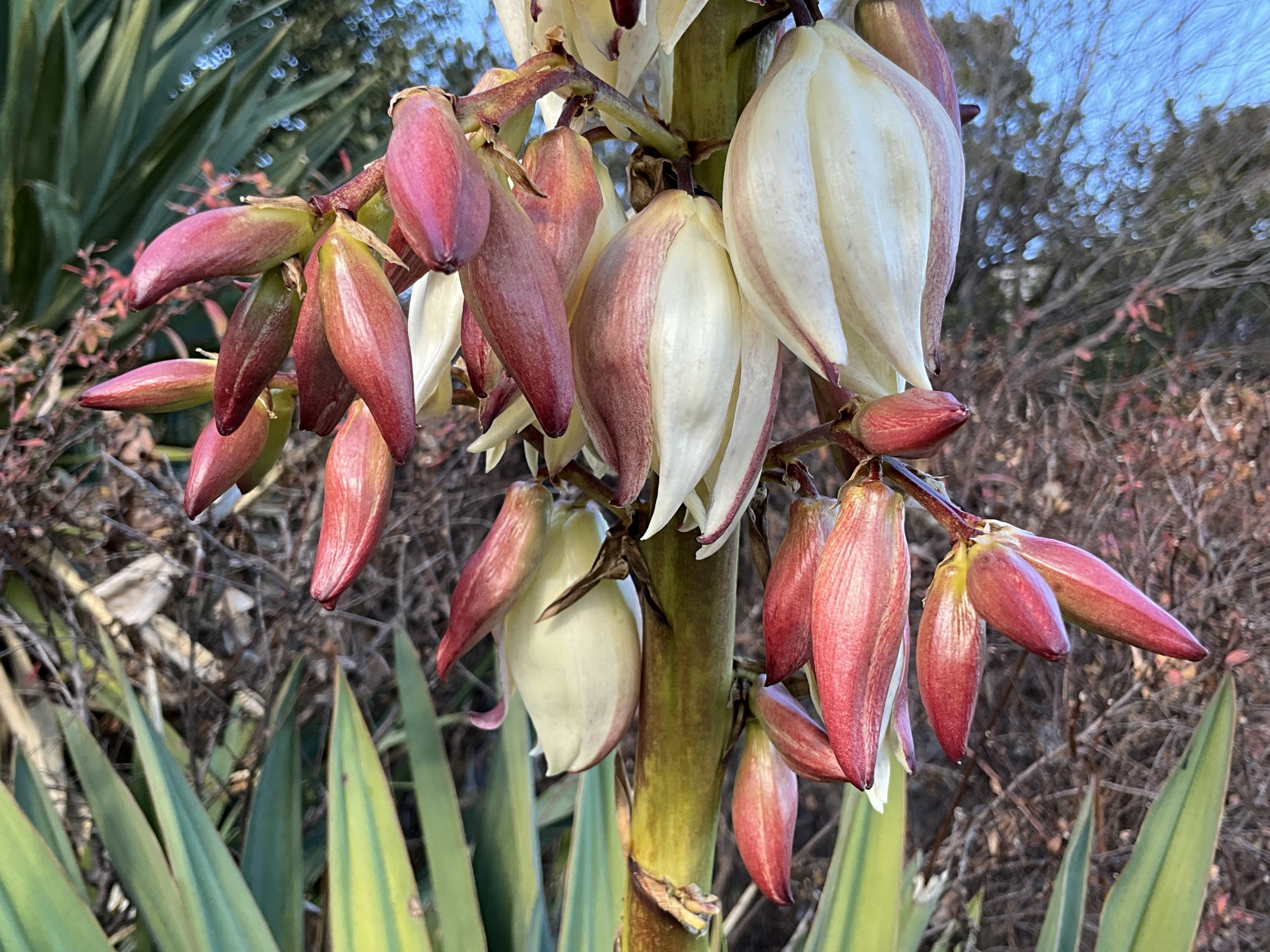 アツバキミガヨランの冬：2026年2月6日（金）｜藤井秀昭（『京都居候