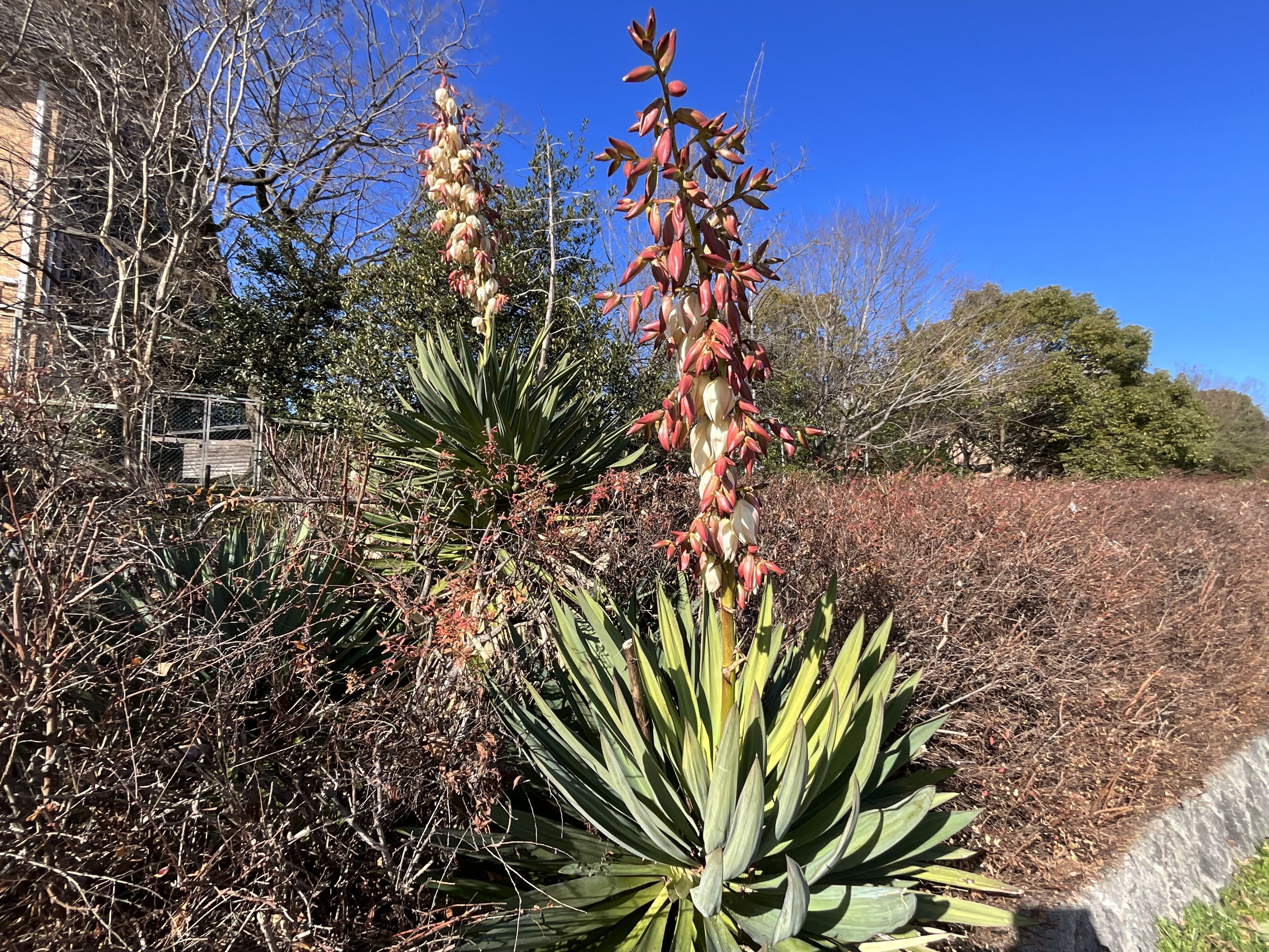 アツバキミガヨラン アツバキミガヨランの冬：2026年2月6日（金）｜藤井秀昭（『京都居候