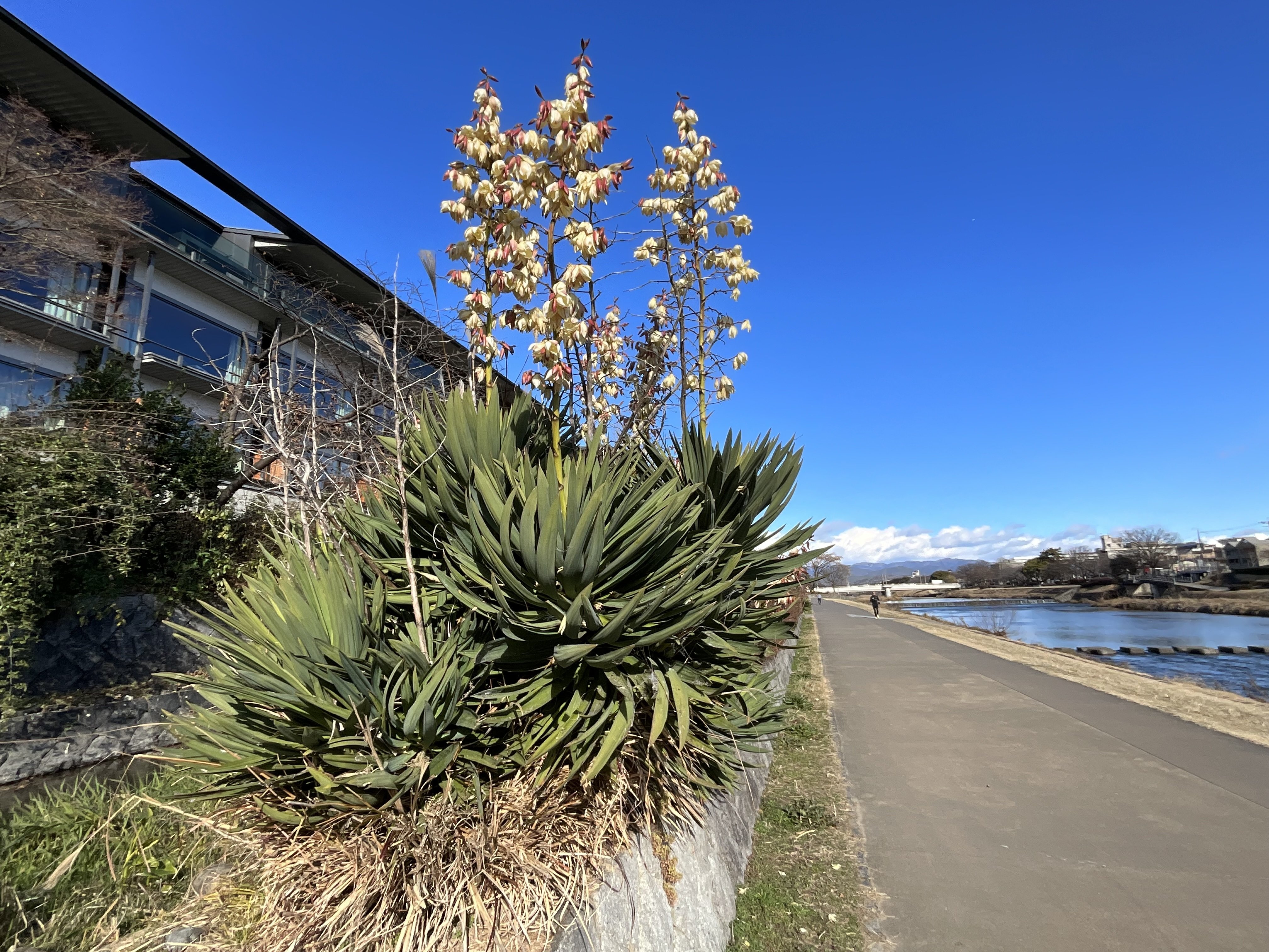 アツバキミガヨランの冬：2026年2月6日（金）｜藤井秀昭（『京都居候