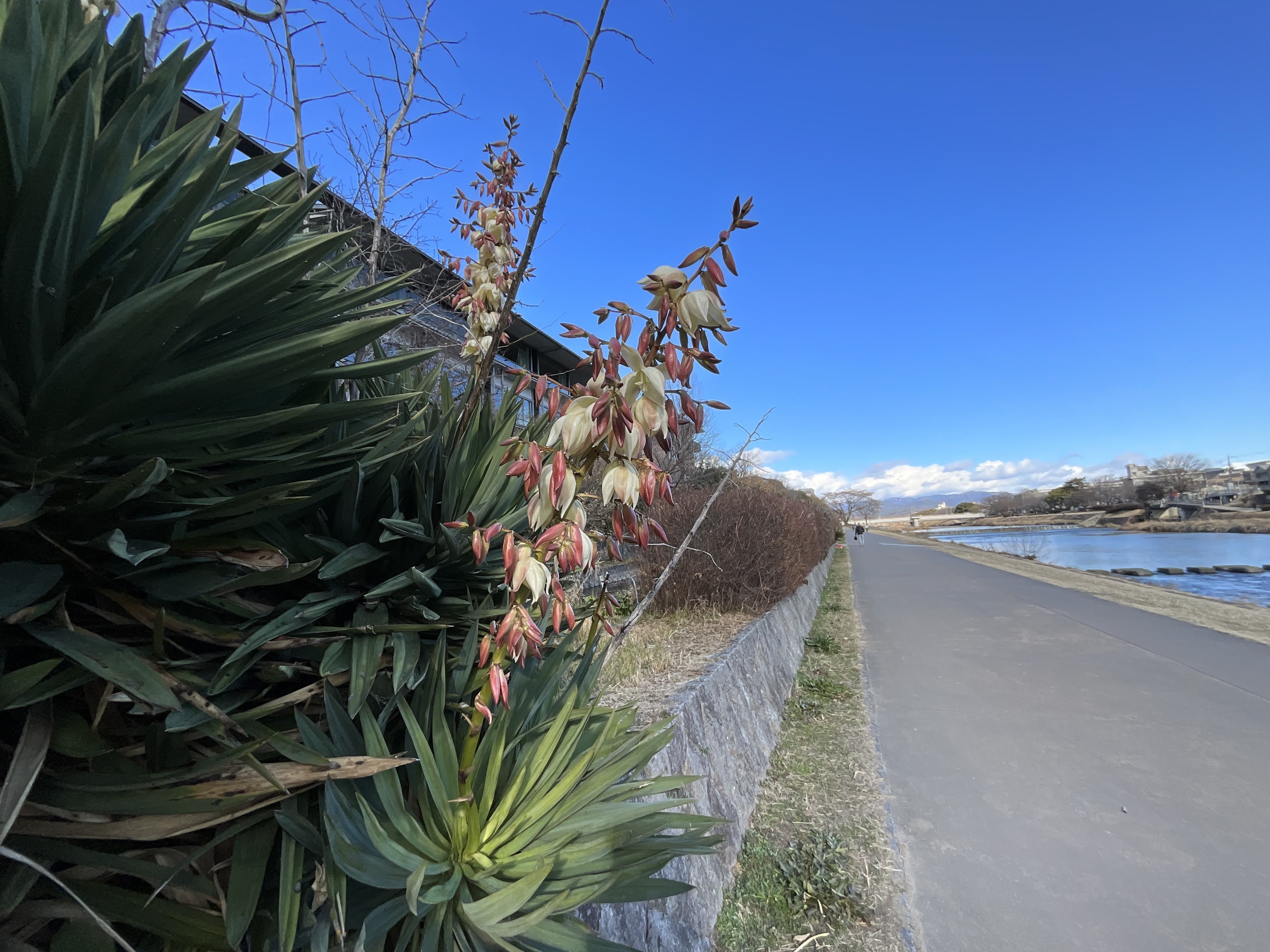 アツバキミガヨランの冬：2026年2月6日（金）｜藤井秀昭（『京都居候