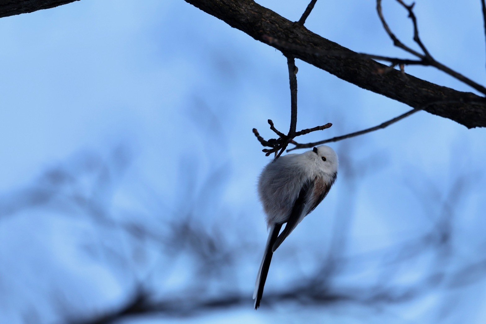 近くの公園にシマエナガ｜on