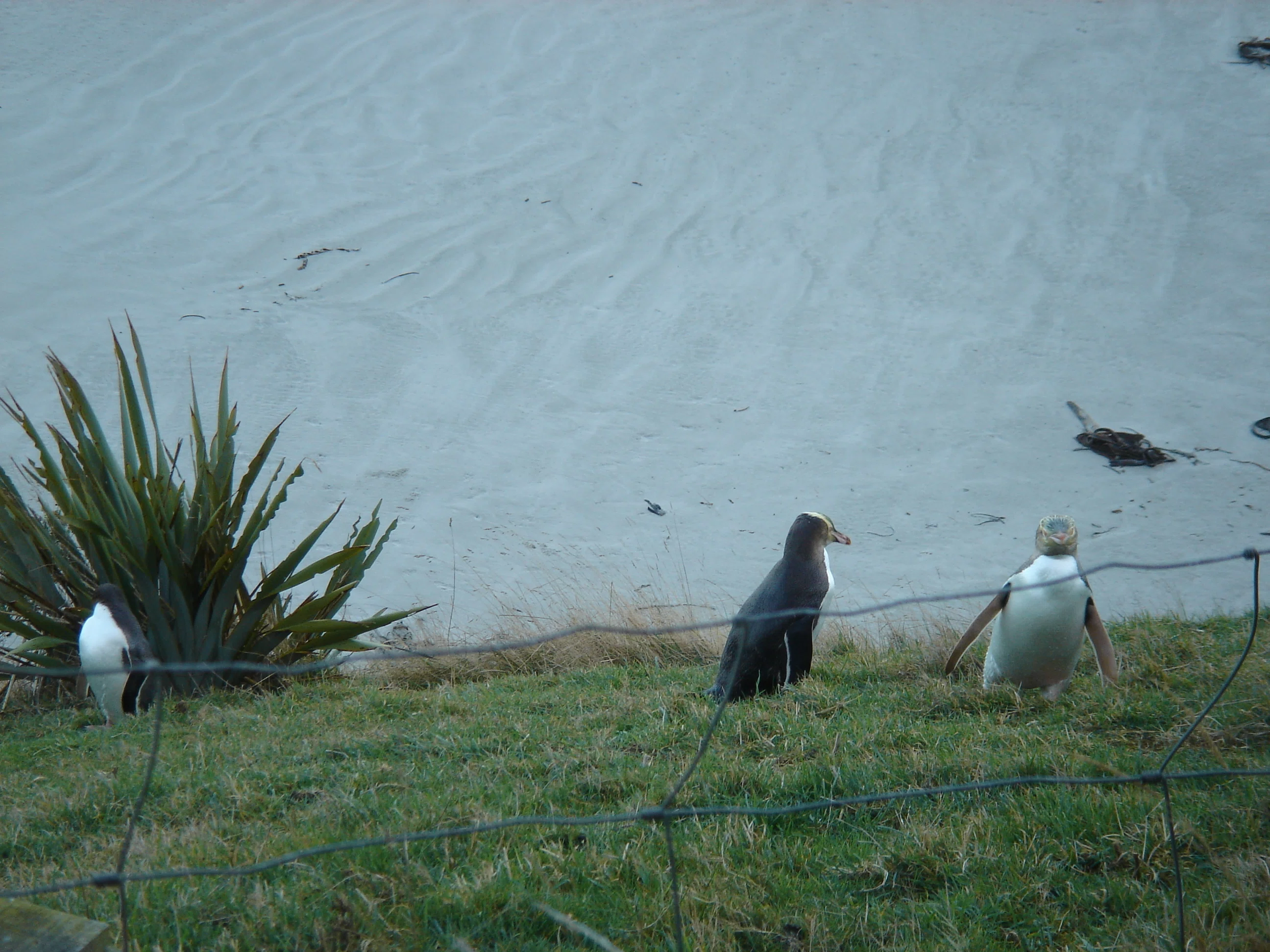 海外ひとり旅inニュージーランド🇳🇿】坂とペンギンの思い出の