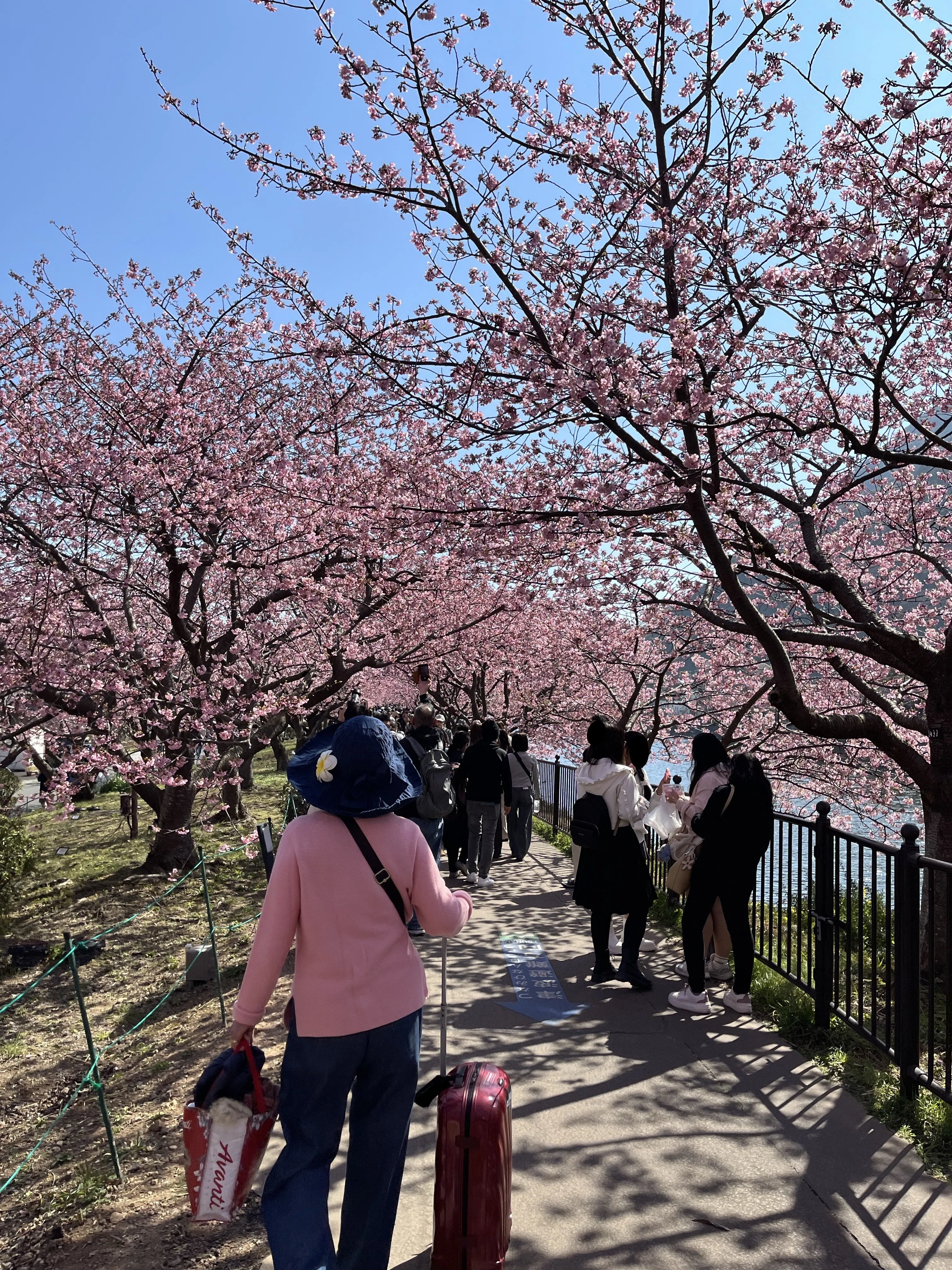 Kiri no Kaori Sakura] A hidden retreat in Izu, beautiful with the
